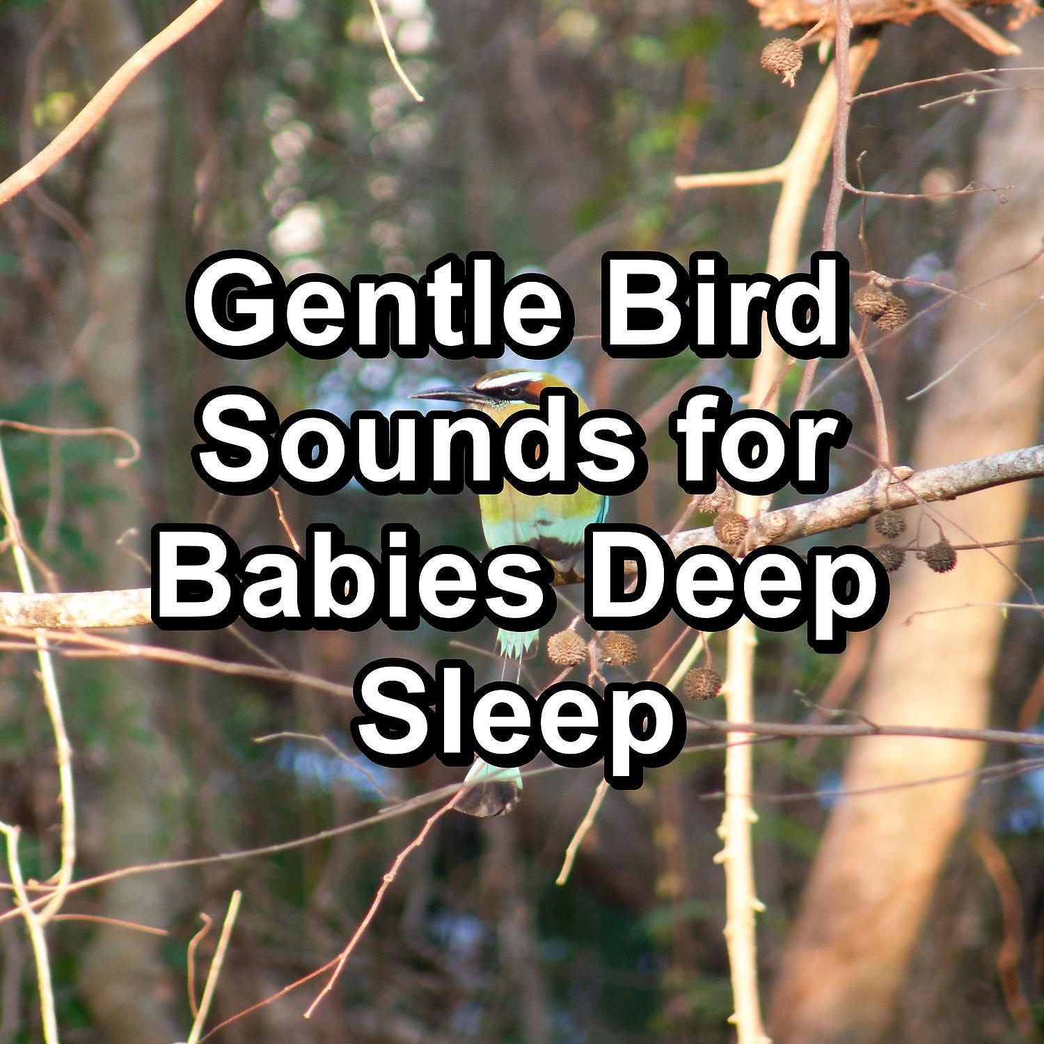 Постер альбома Gentle Bird Sounds for Babies Deep Sleep
