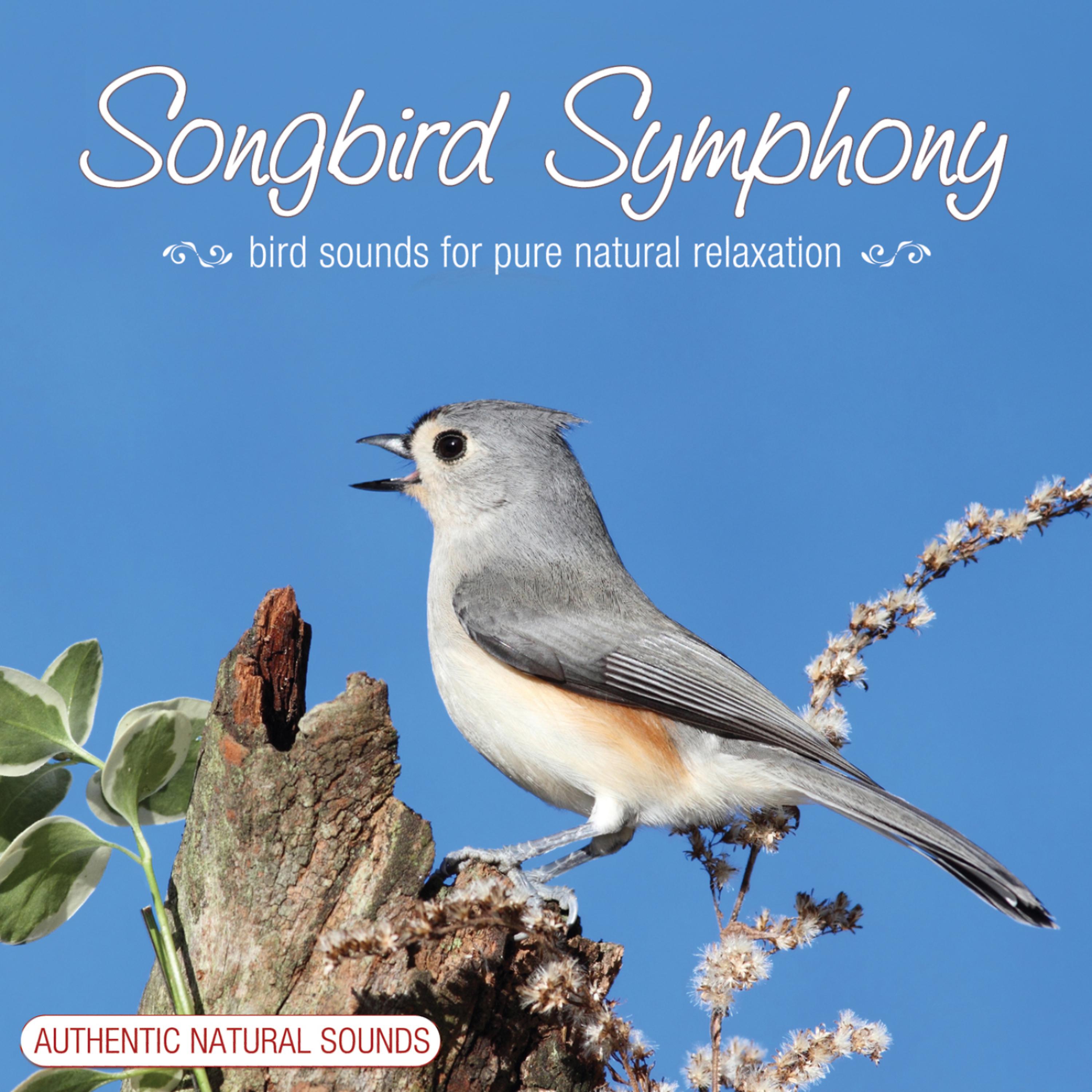 Постер альбома Songbirds Symphony
