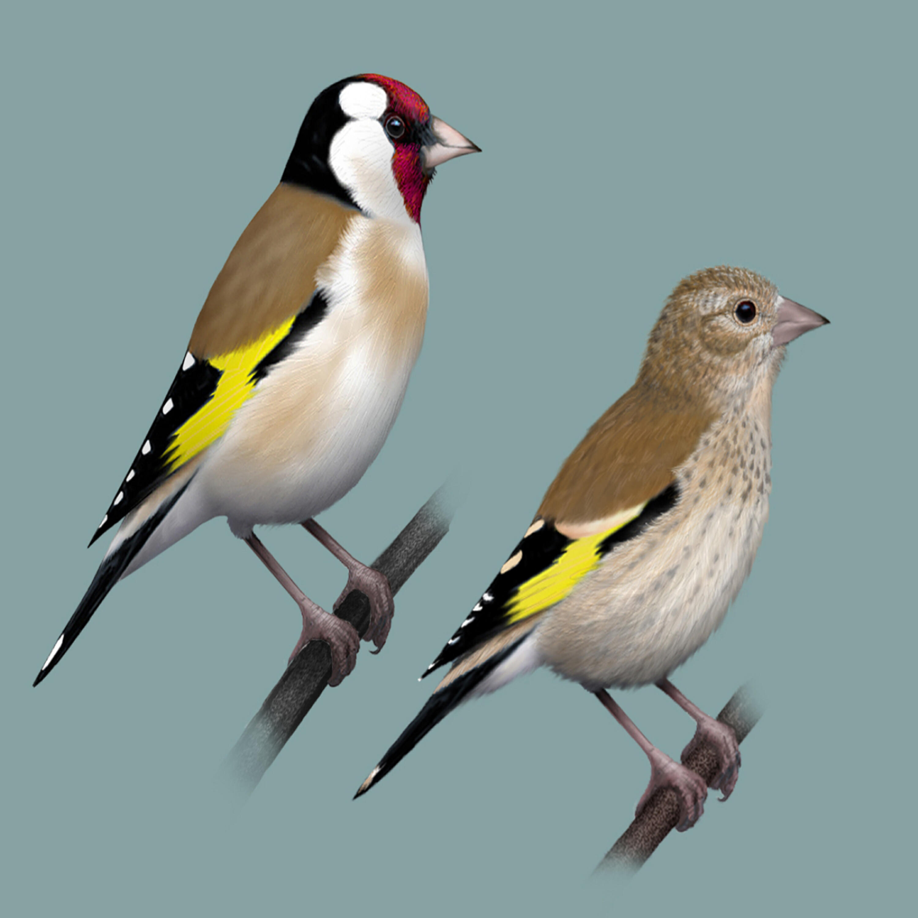 Polskie Ptaki - Bird sounds - Goldfinch