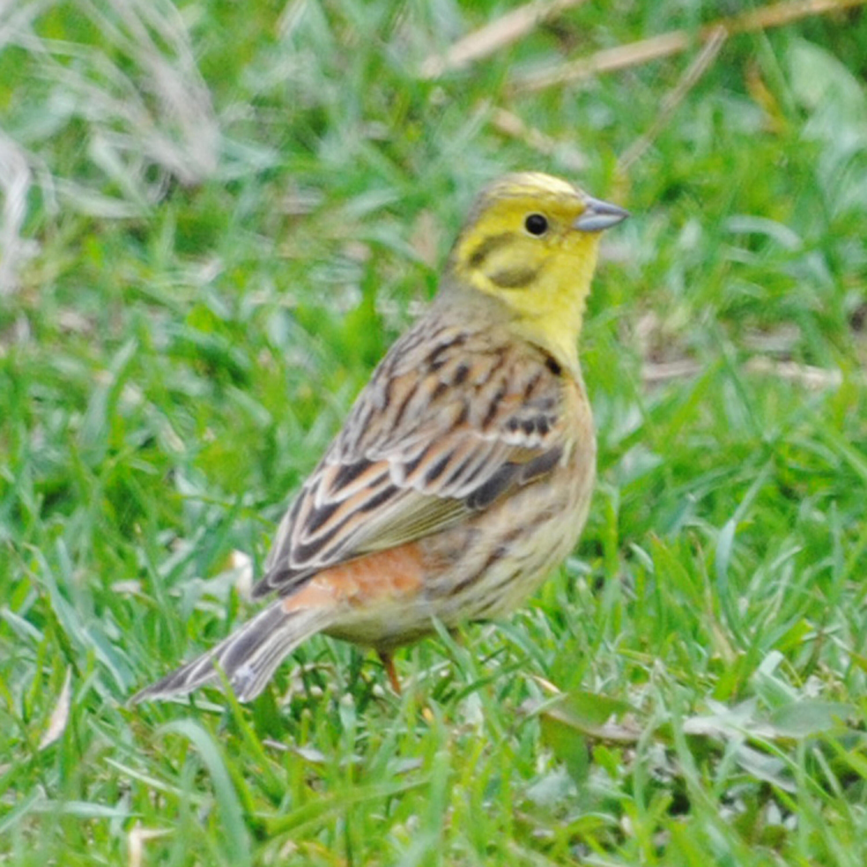 Polskie Ptaki - Bird sounds - Yellowhammer