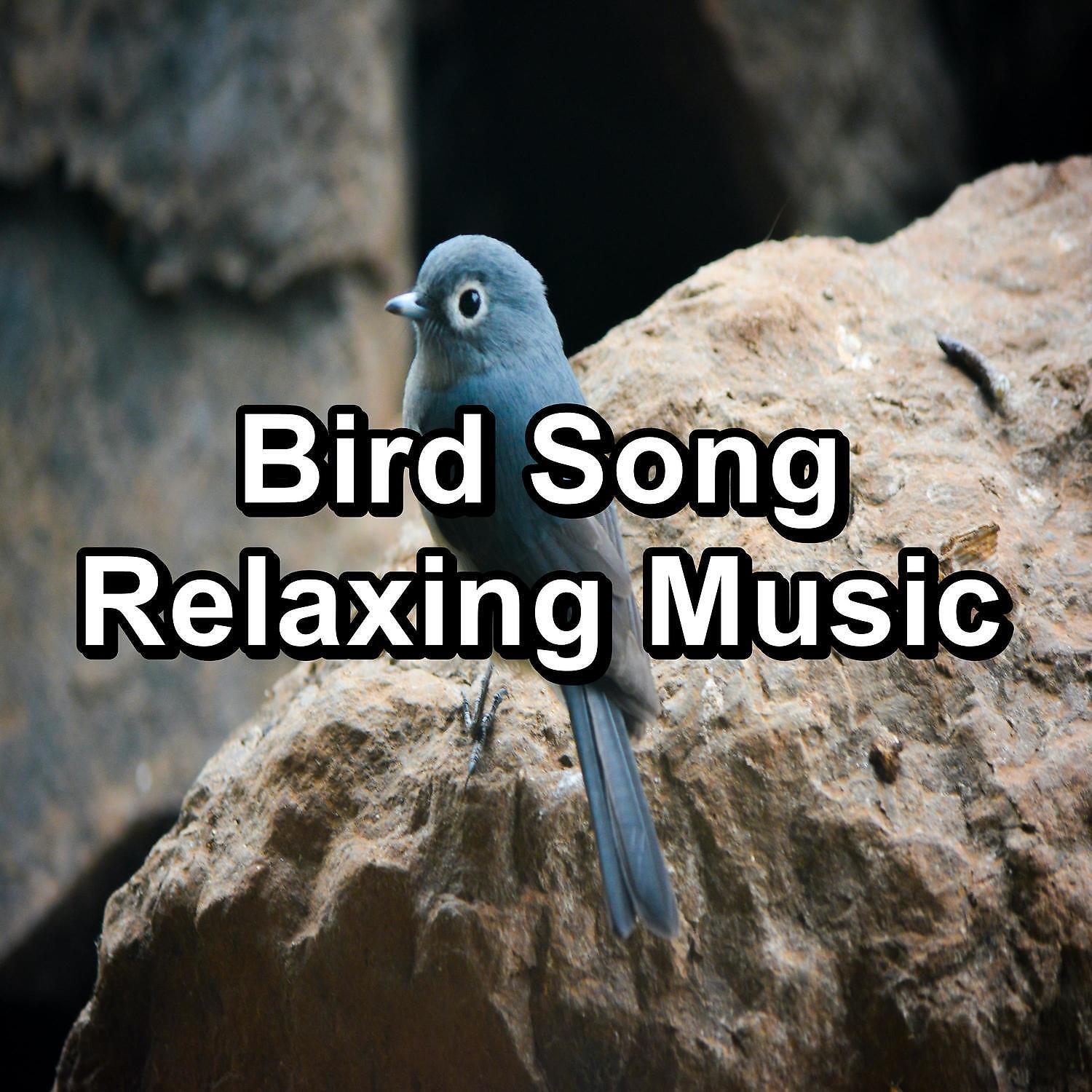 Bird Sounds - Relaxing Bird Sounds ASMR Instant Relaxing Peaceful For Meditation