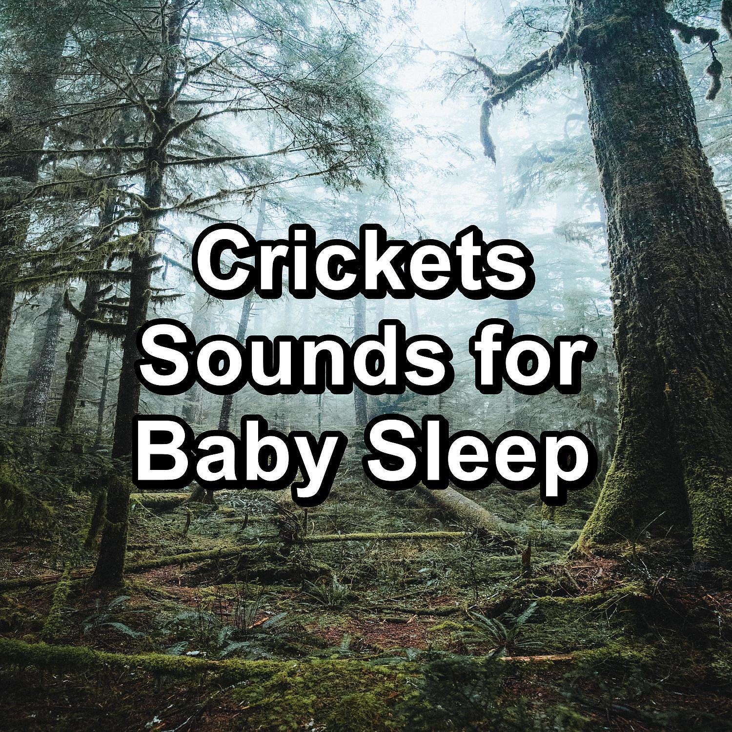 Relaxing Music Therapy - Forest Woods Sound