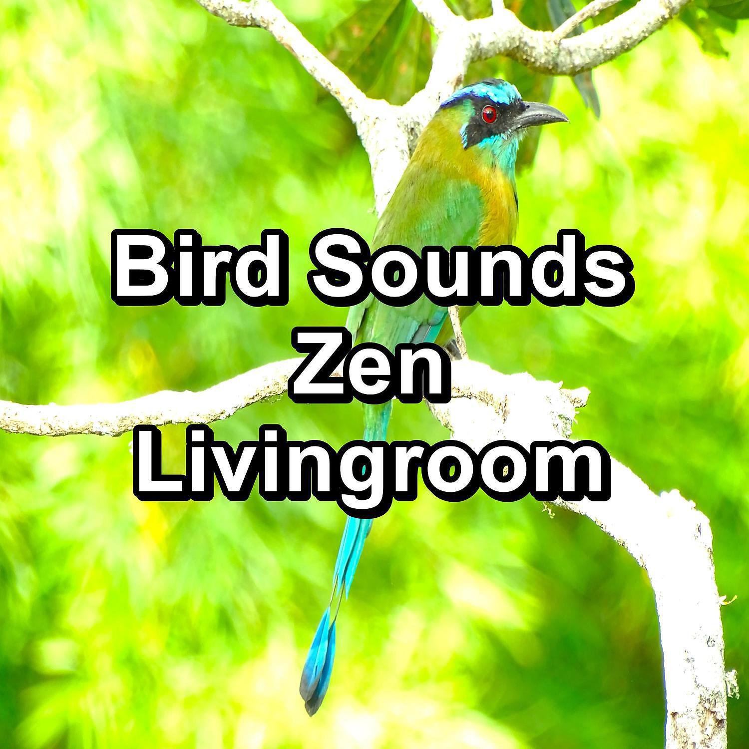 Rain Sounds - Singing Birds in the morning