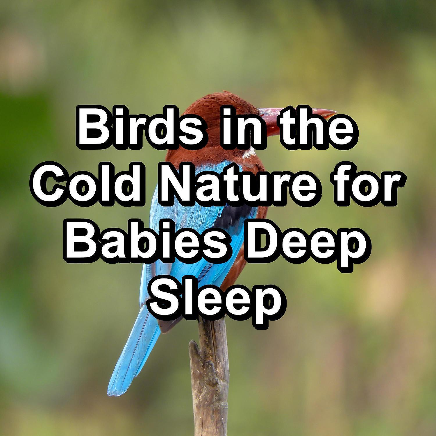 Calm Singing Brids Zone - Singing Birds Music