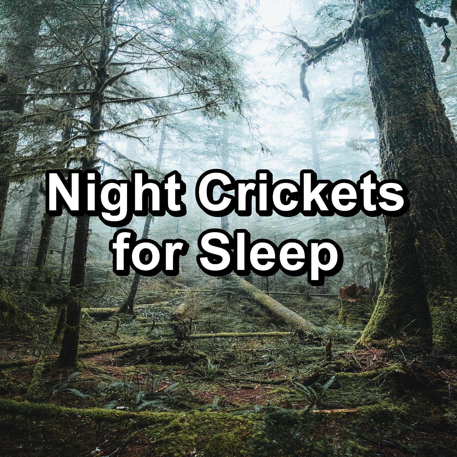 Crickets - Tinnitus Sleep Solution - Forest Woods Sound
