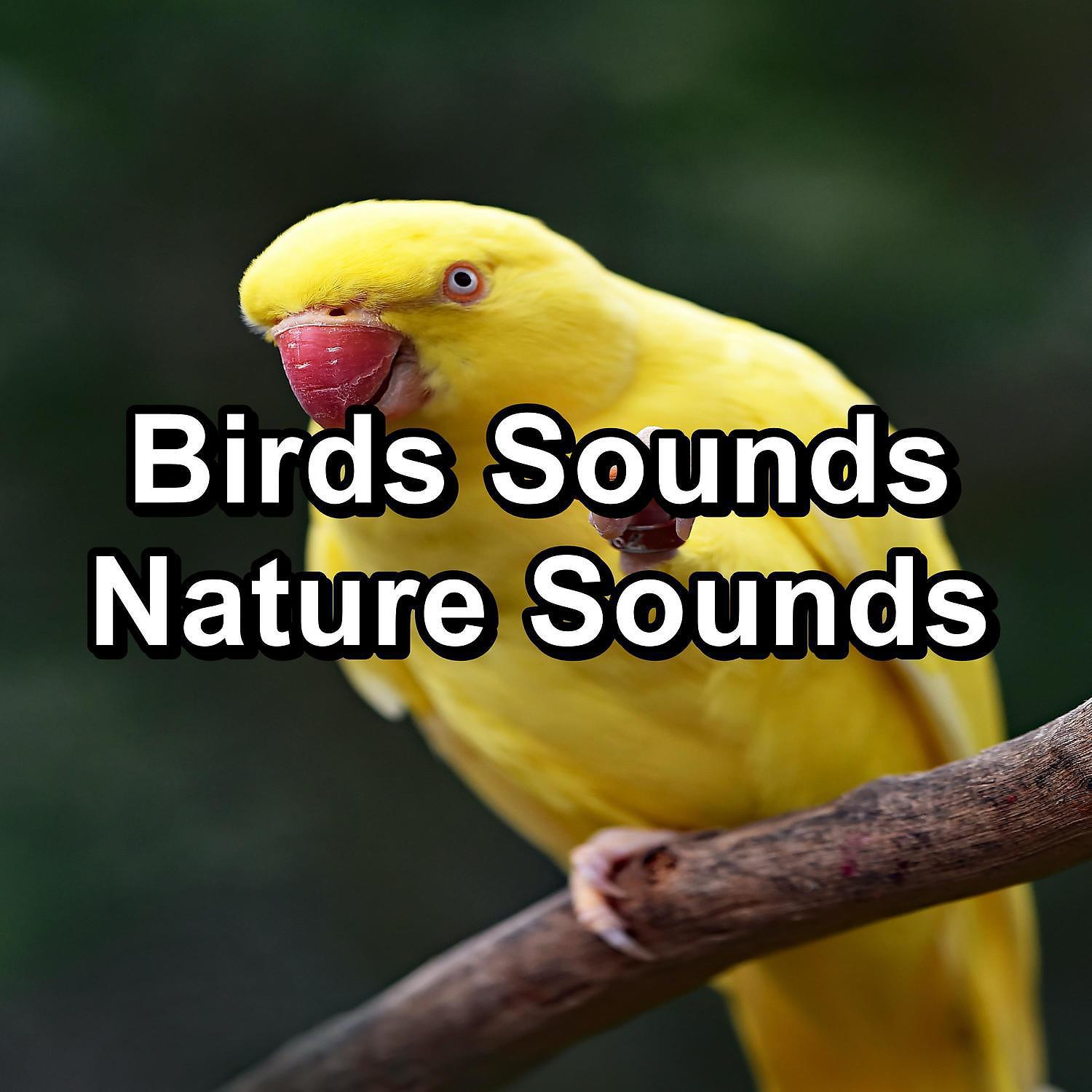 Piano and Ocean Waves - Bird Sounds For Concentration Loop your Whole Sleep