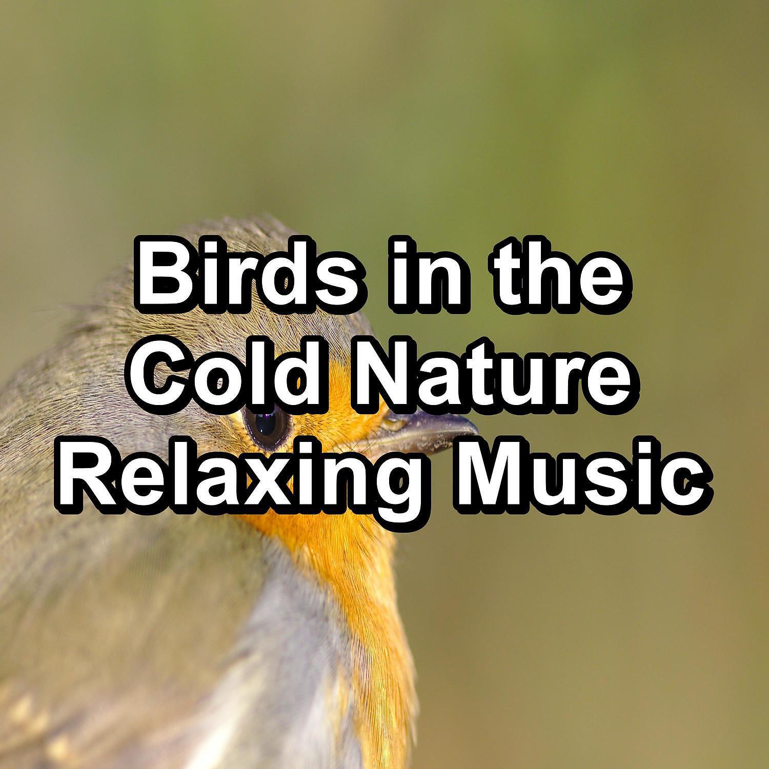 Nature and Rain - Forest Bird Sounds For Deep Sleep Peaceful For Meditation