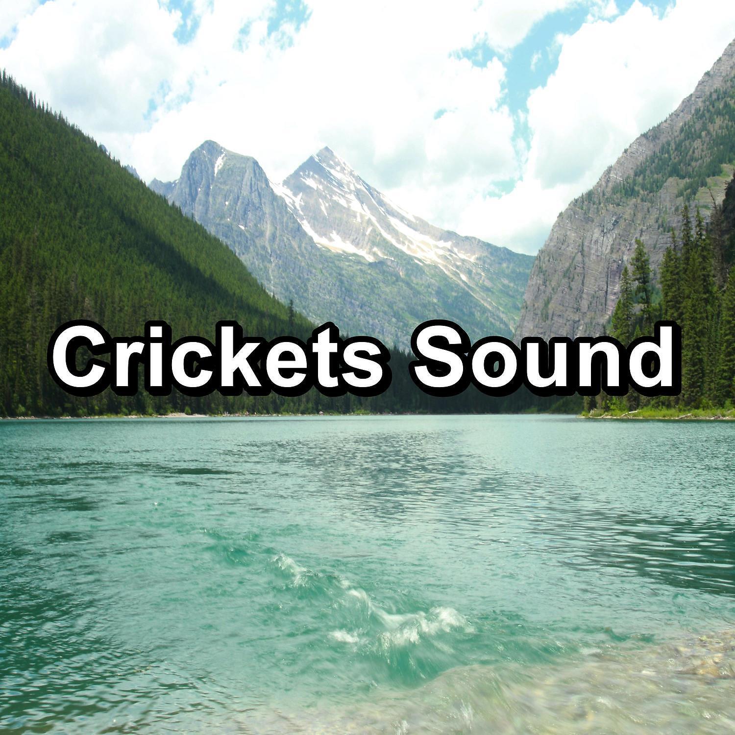 4D Nature Recordings - Calm Woods Sounds