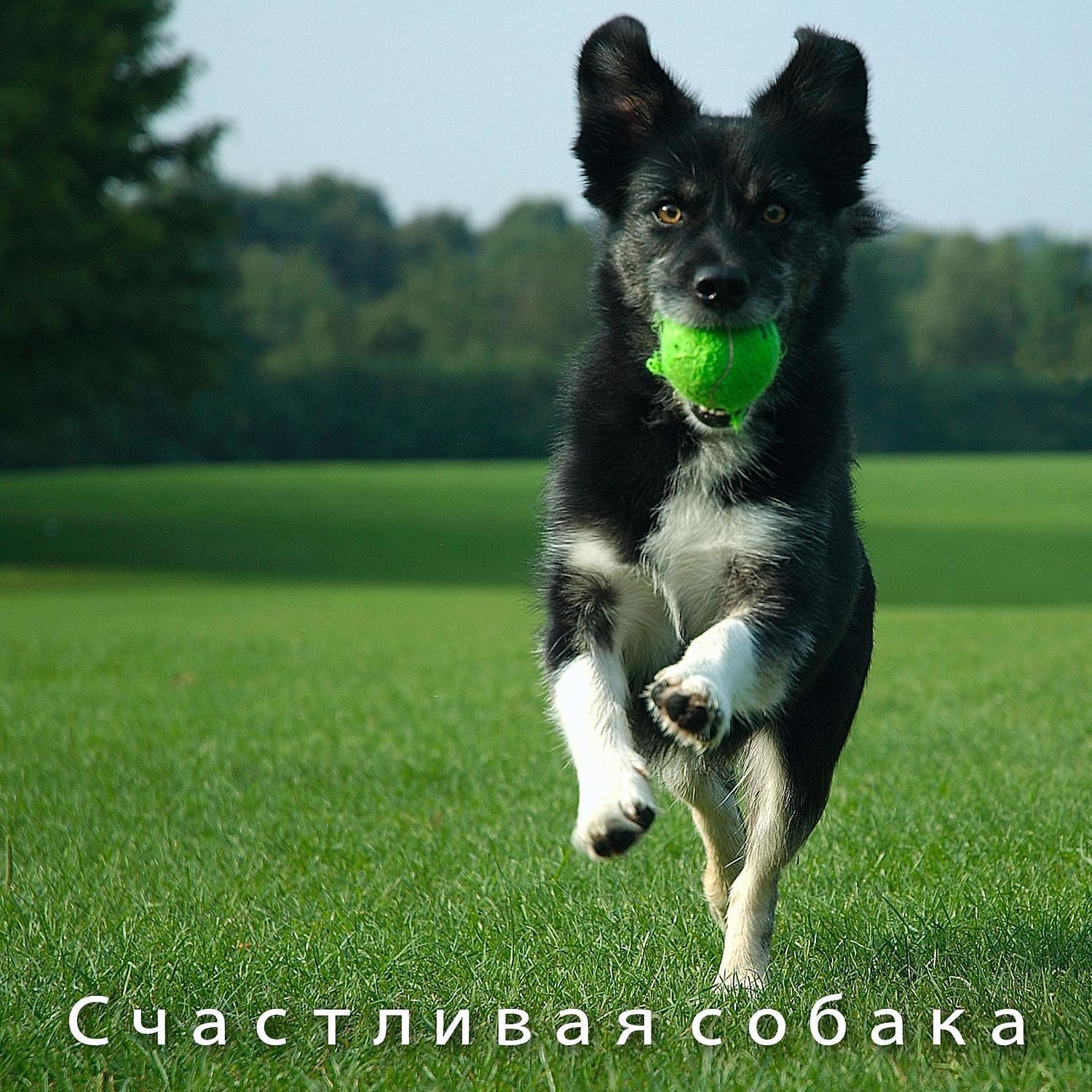 RW Фортепианная музыка для собак - Терапия фортепианной музыкой для собак