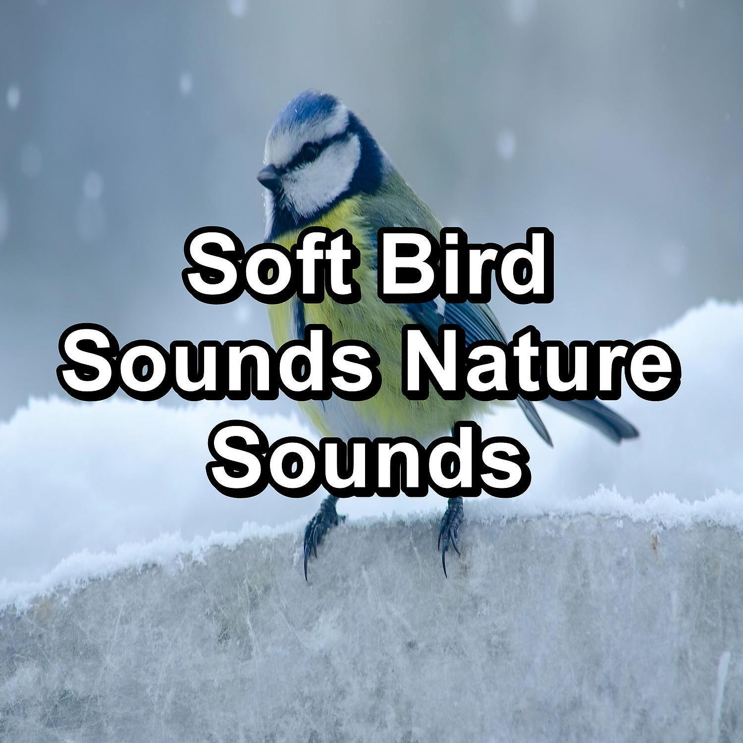 Nature Sounds for Sleep and Relaxation - Music from Birds Stress Relief To Loop for 10 Hours