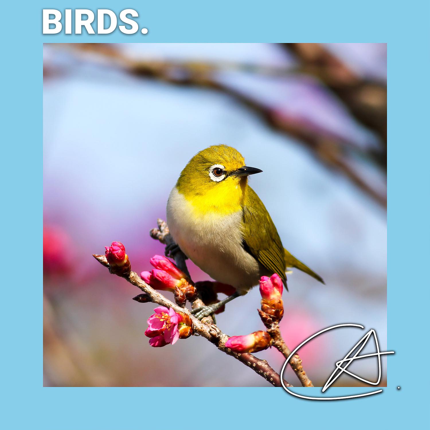 Постер альбома Bird Nature Sounds
