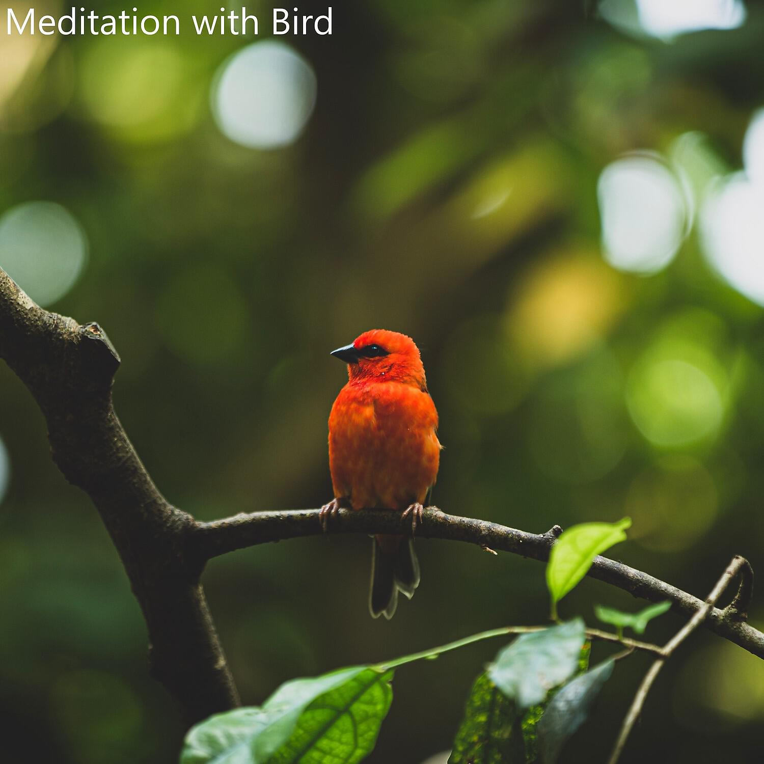 Nature Sounds Relaxation: Music for Sleep, Meditation, Massage Therapy, Spa - Nice Bird on a Tree