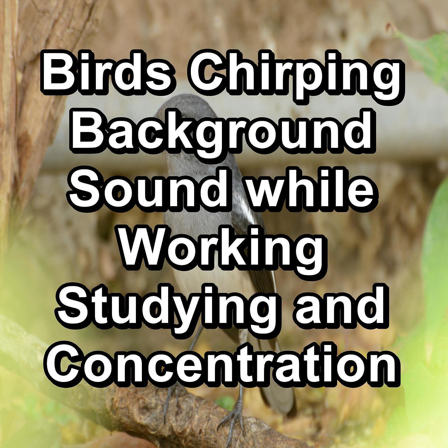 Bird Sounds - Relaxing Bird Sounds ASMR Instant Relaxing Peaceful For Meditation