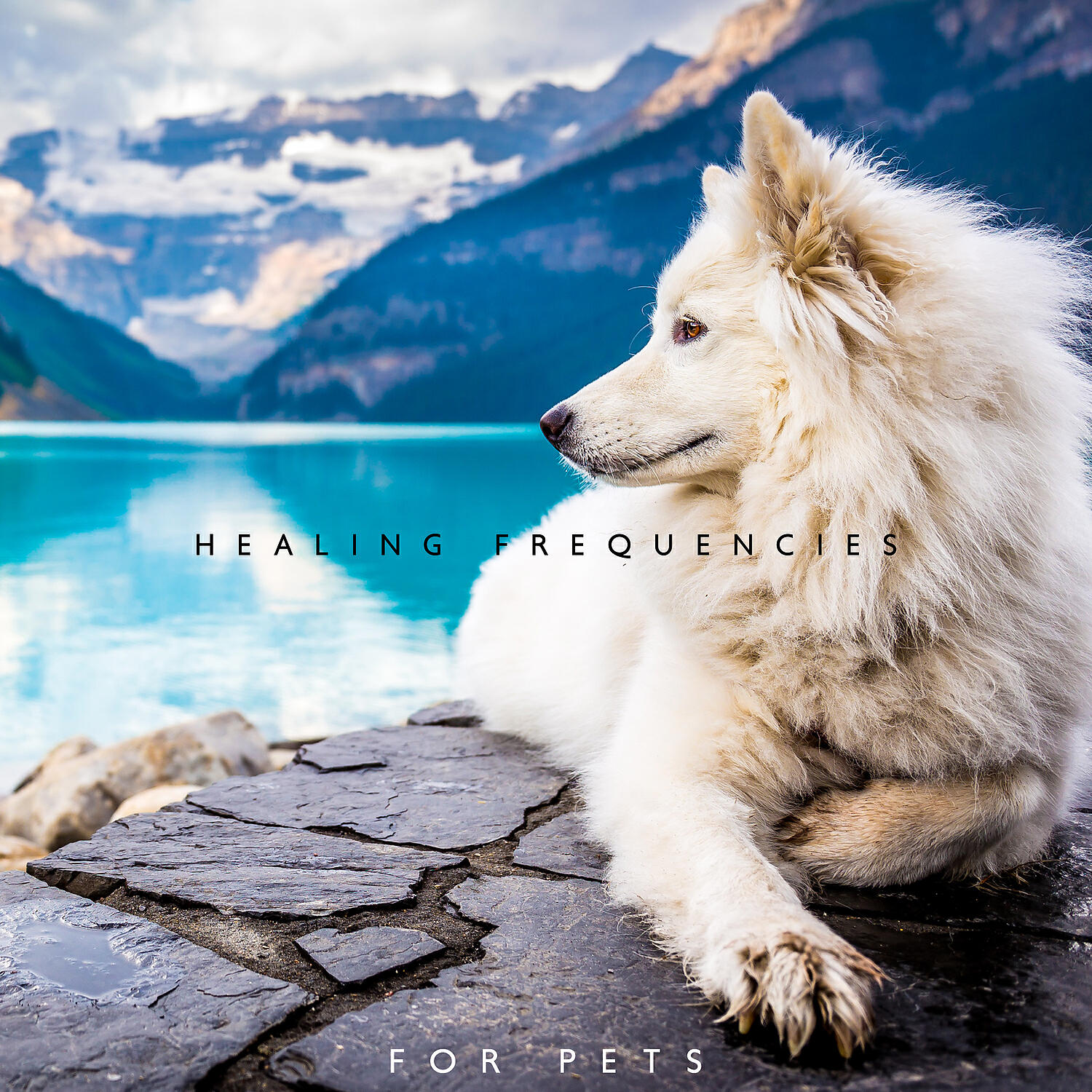 Calm Pets Music Academy - Cleansing of Negative Energy