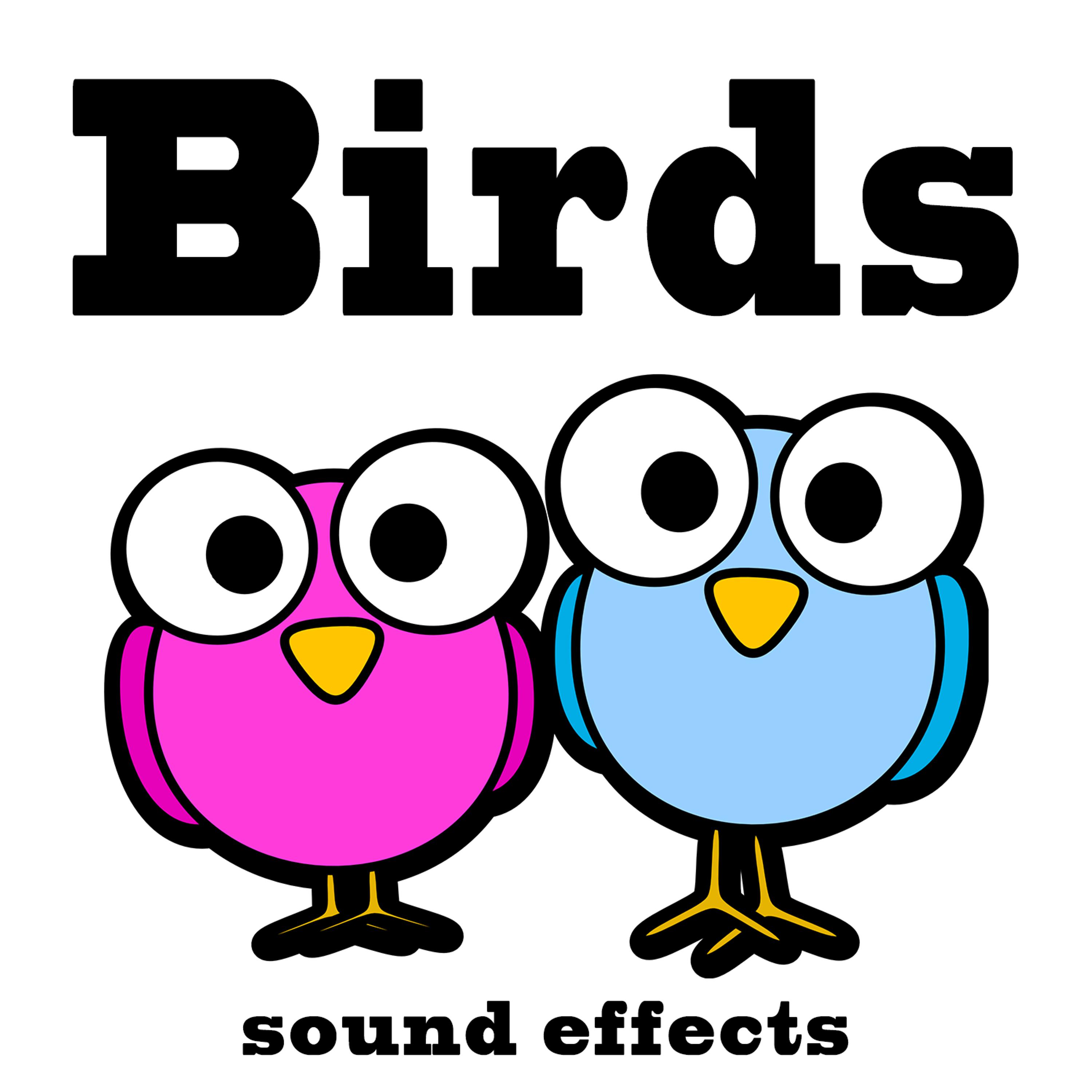 Постер альбома Birds Sound Effects Text Tones