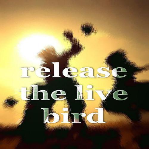 Motivated - Release The Live Bird (Electro House Mix)