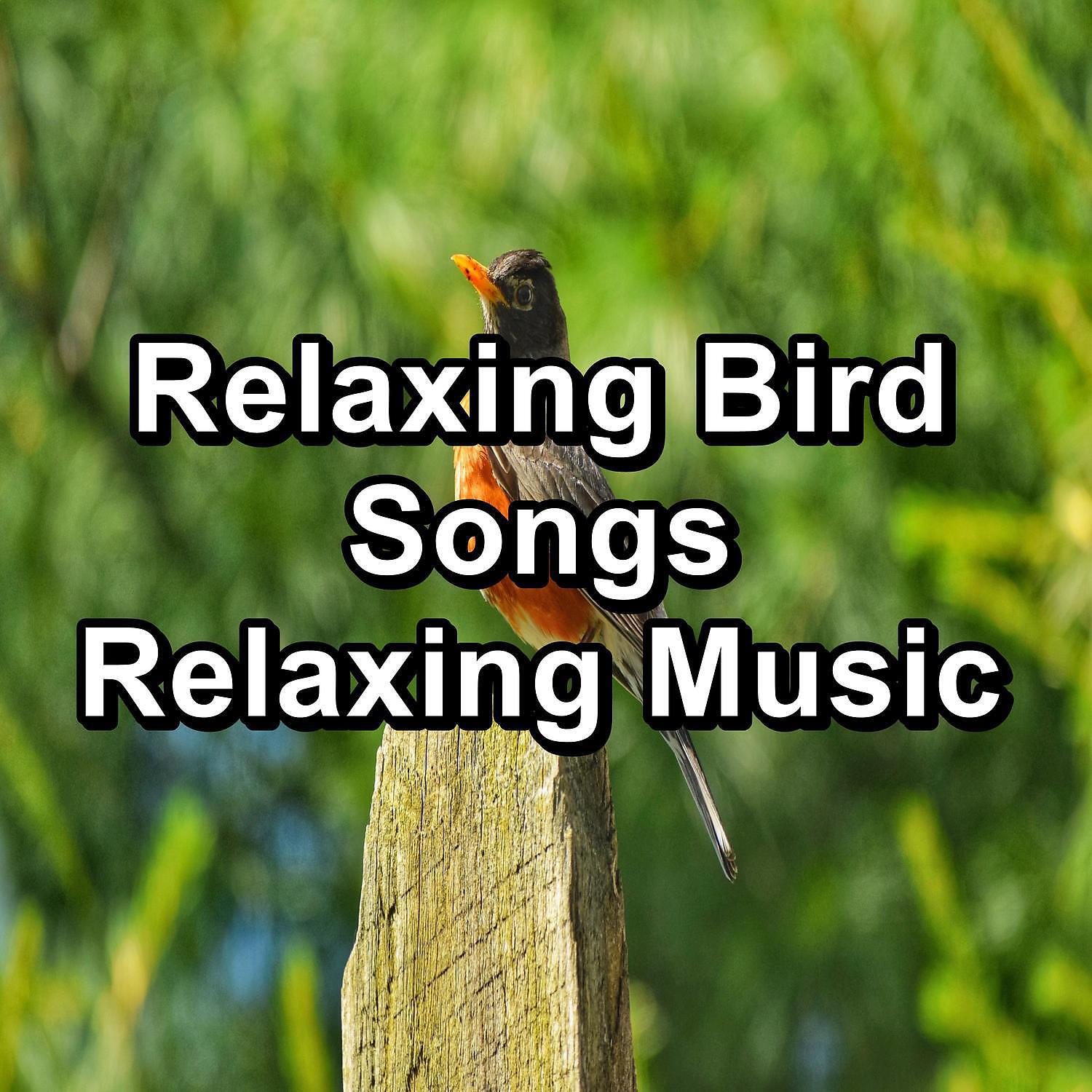 Meditation Spa - Bird Music ASMR Instant Relaxing Relaxing and Calming
