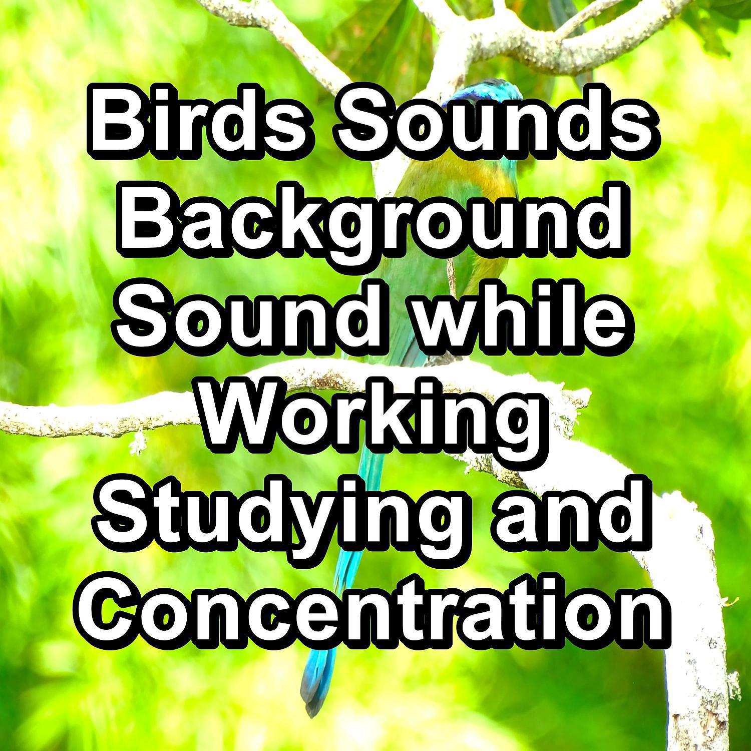 Постер альбома Birds Sounds Background Sound while Working Studying and Concentration