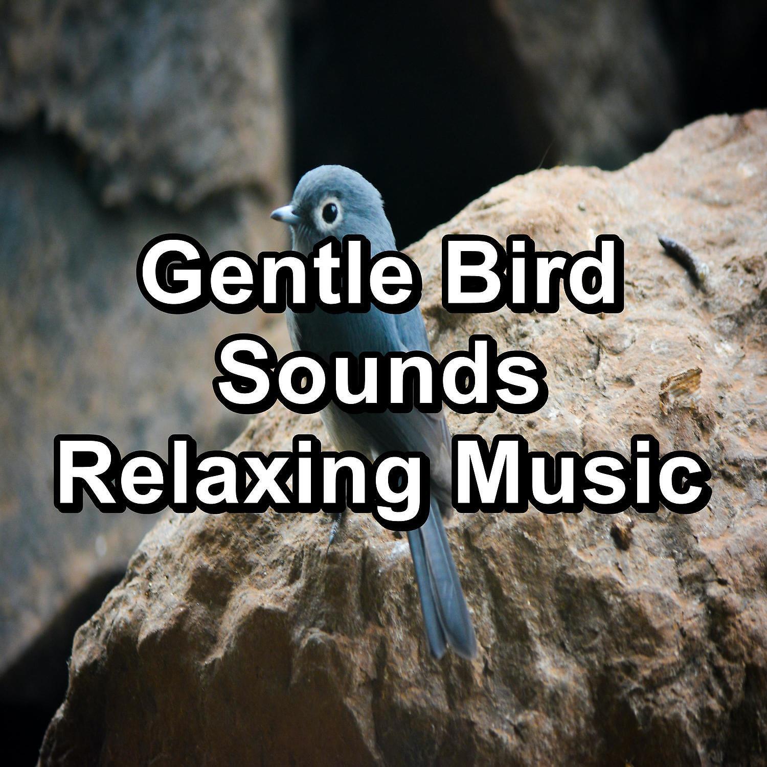 Animal and Bird Songs - Ambient Nature Sounds ASMR Instant Relaxing To Loop for 8 Hours