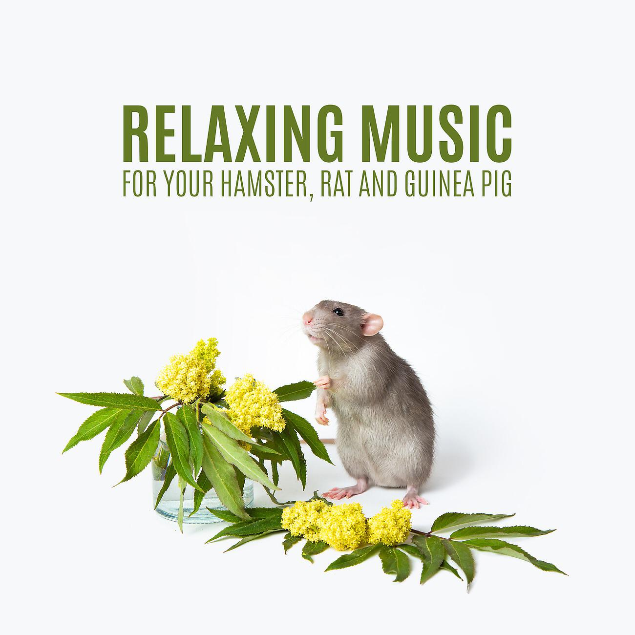 Calm Pets Music Academy - Wonder Pets