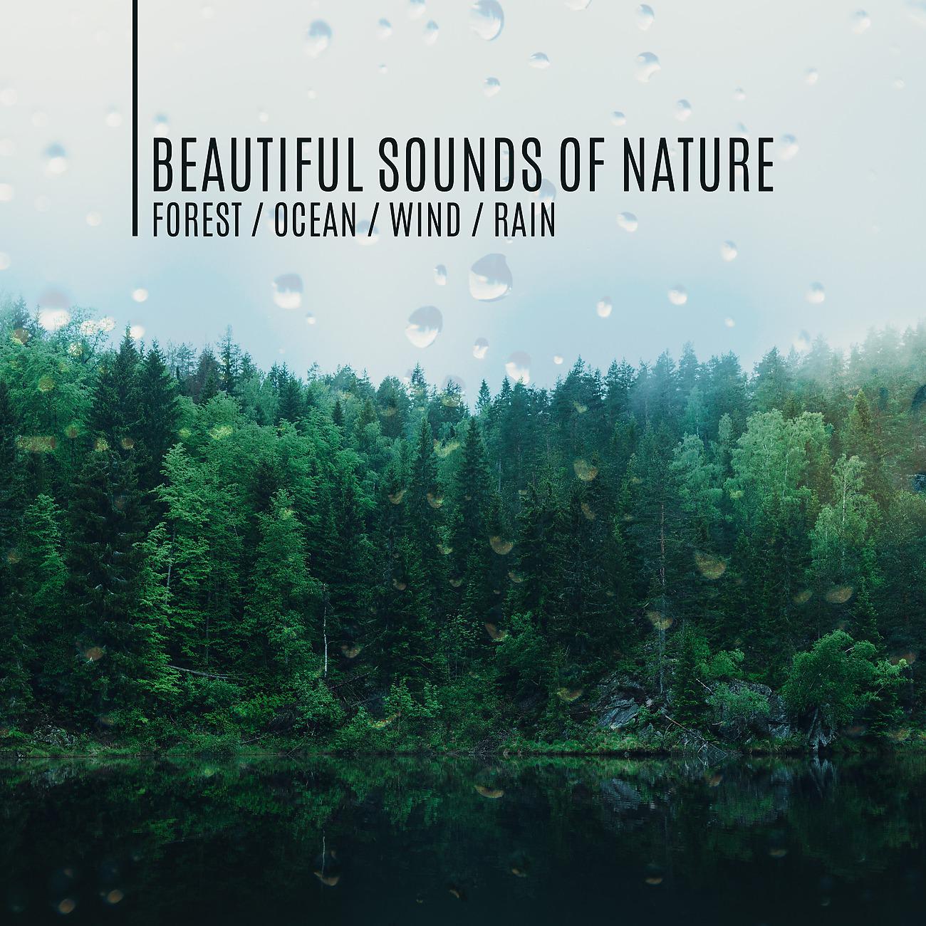 Постер альбома Beautiful Sounds of Nature
