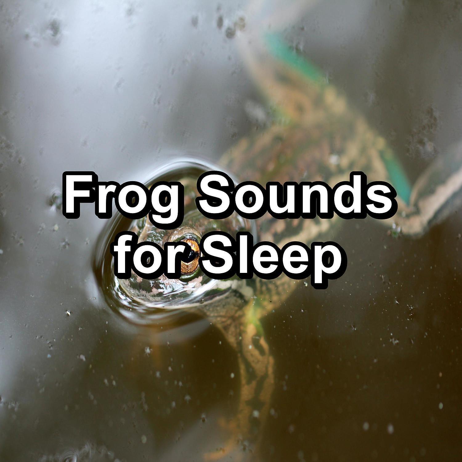 Постер альбома Frog Sounds for Sleep