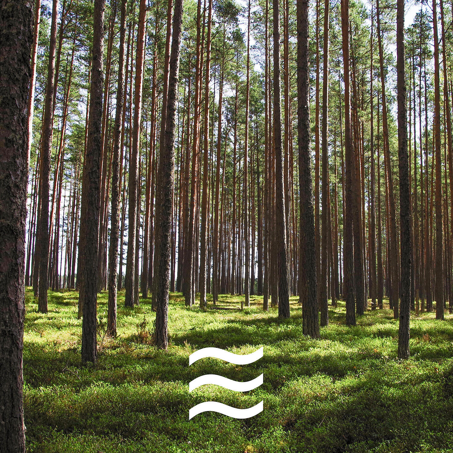 Calmful White Noise and Forest Sounds - Sleepful Still Noise Calm Sounds