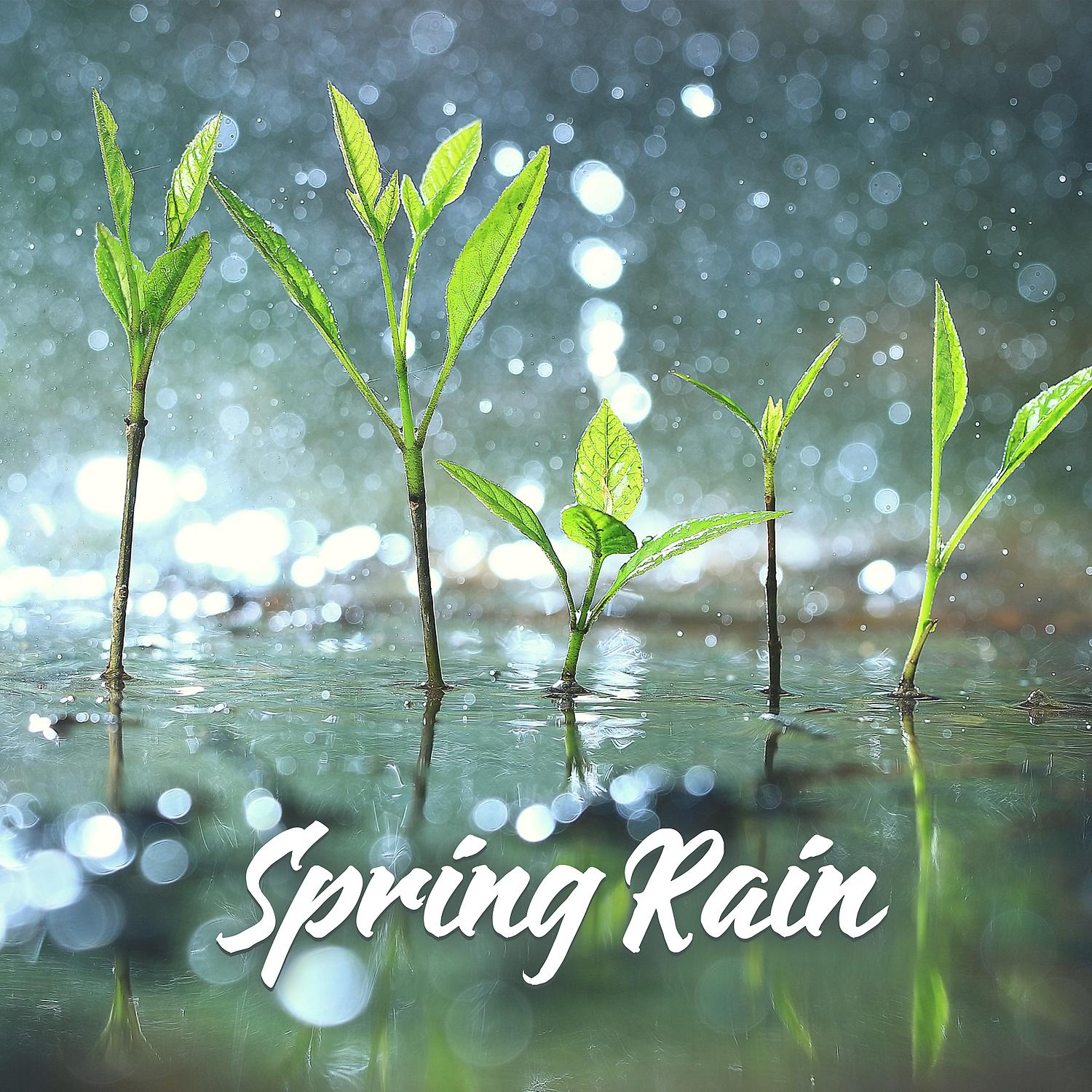 Постер альбома Spring Rain: Meditation for Regeneration & New Energy