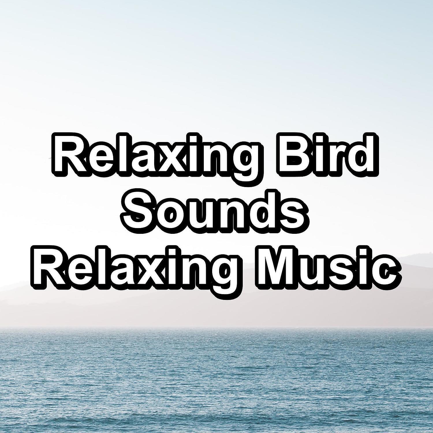 Rain Shower Spa - Bird Sounds Cozy Day and Night Best Loopable Sound
