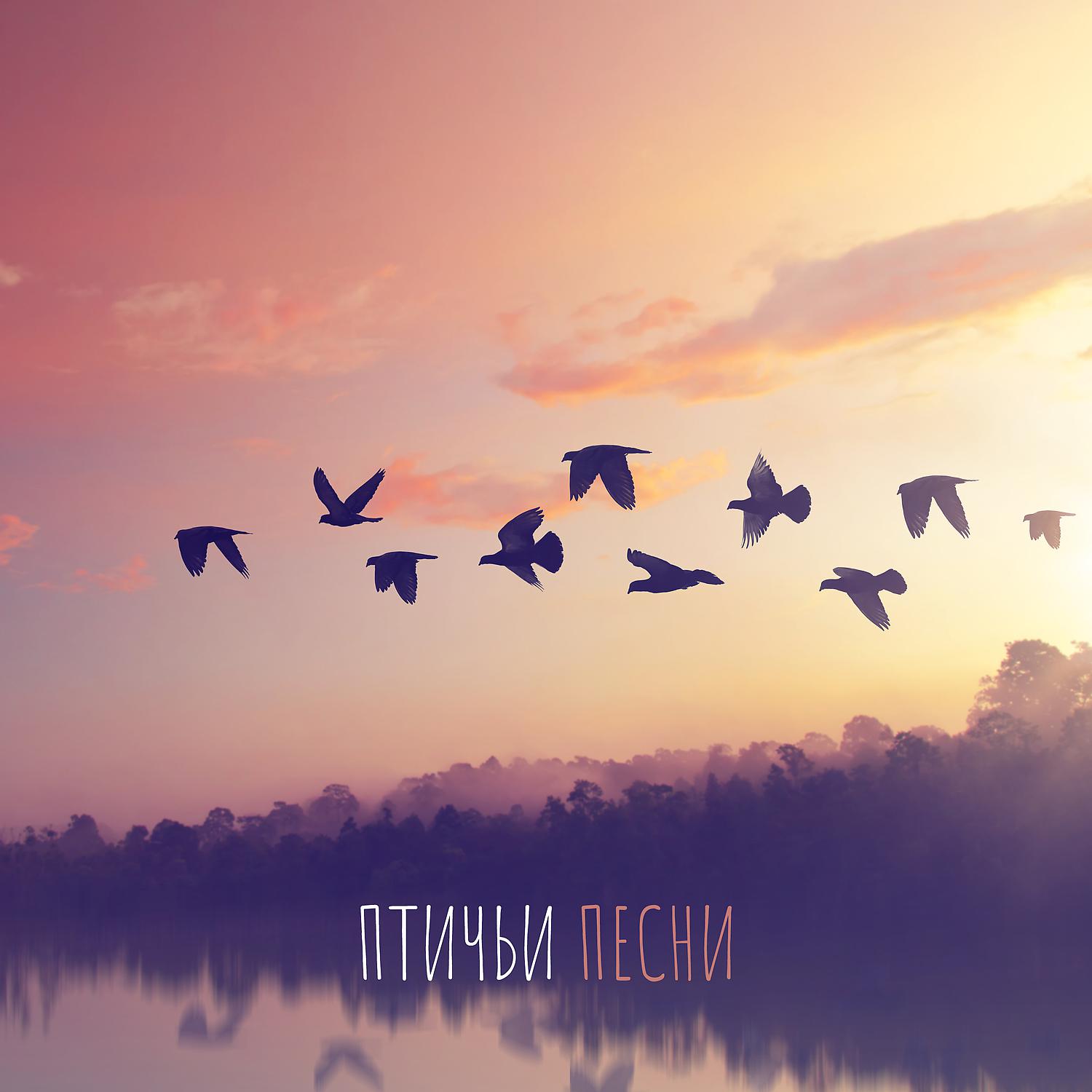 Постер альбома Птичьи песни: звуки природы, дзен-медитация, время расслабления