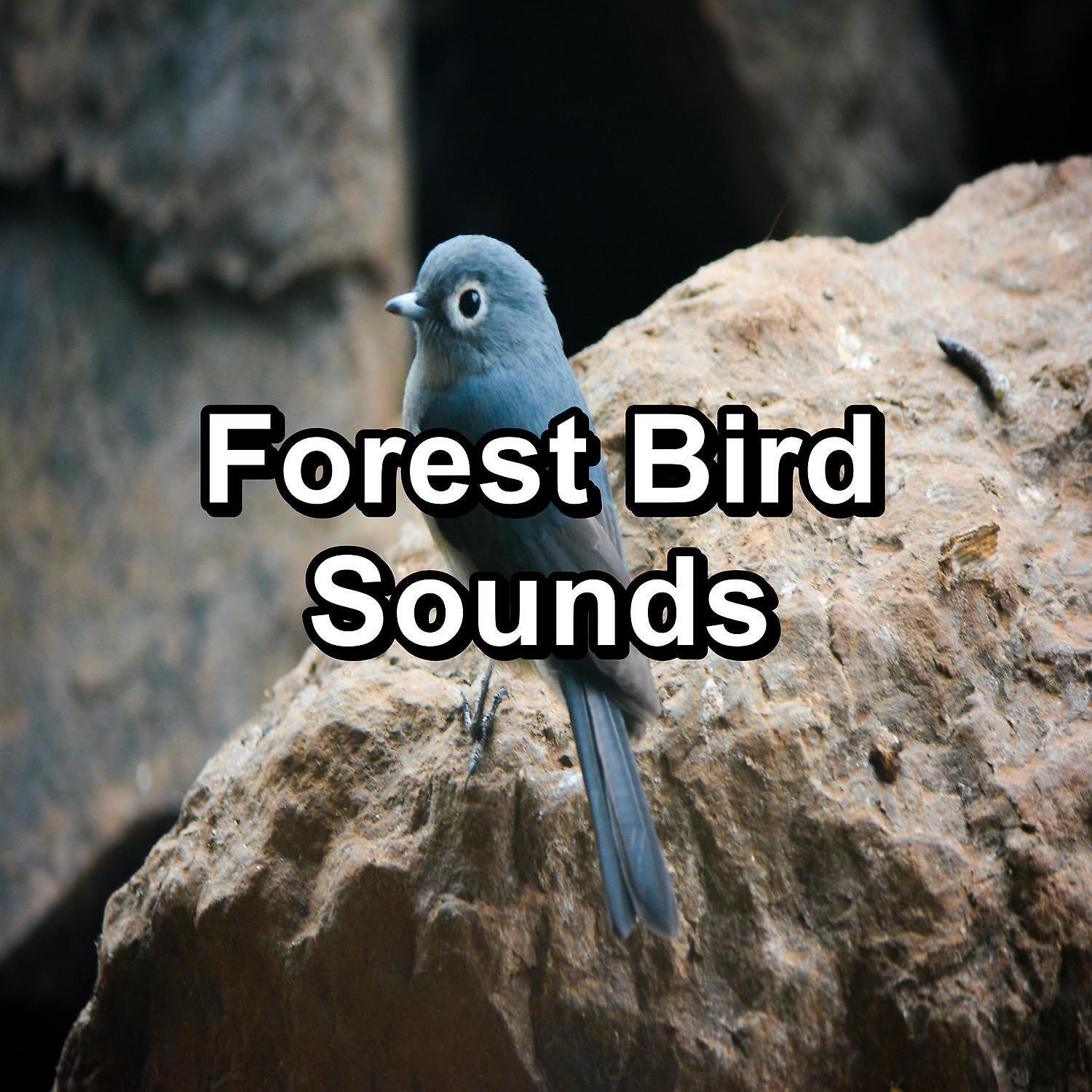 Sleep - ASMR Bird Sounds For Deep Sleep Loop your Whole Sleep