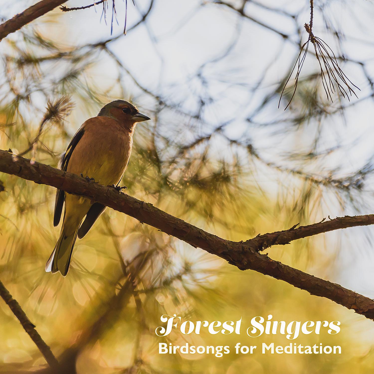 Постер альбома Forest Singers: Birdsongs for Meditation