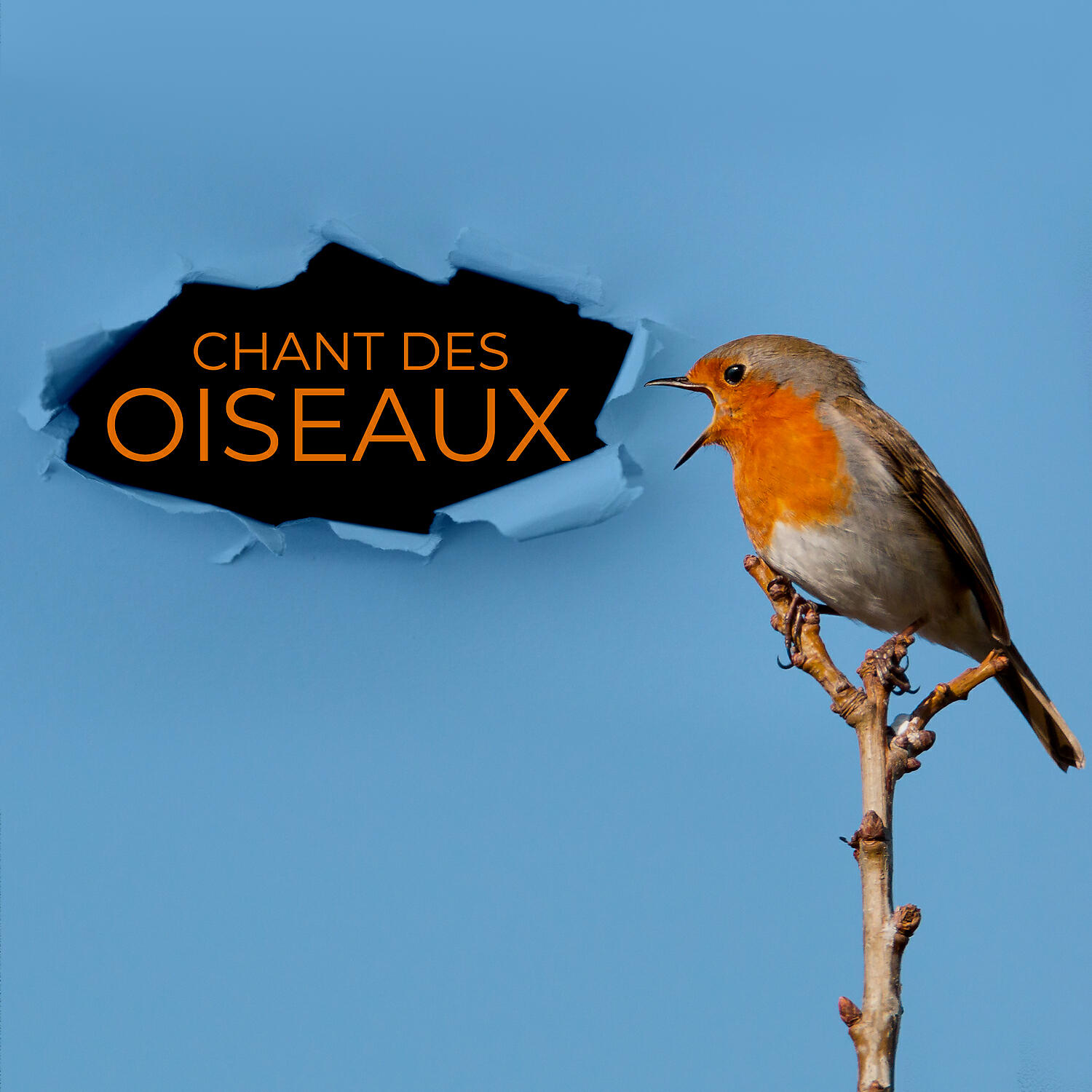 Musique pour Détendre en Temps Libre - Oiseaux magiques