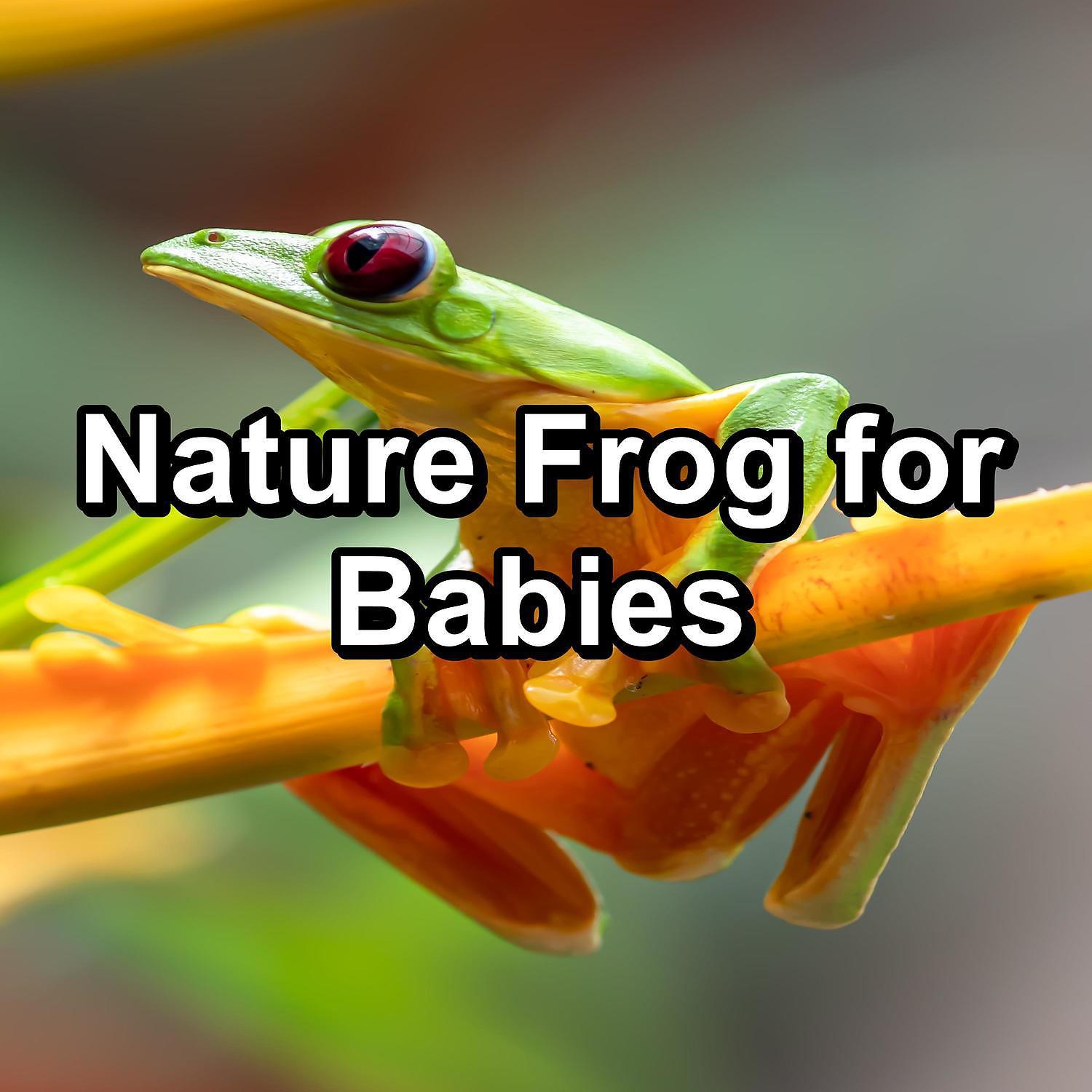 Постер альбома Nature Frog for Babies