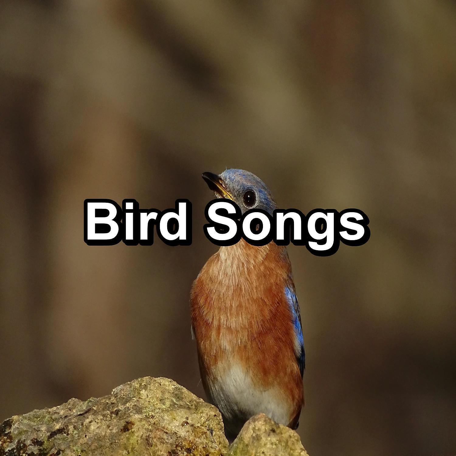 YOGA - Dreamy Bird Sounds For a Bright Day To Loop for 24 Hours