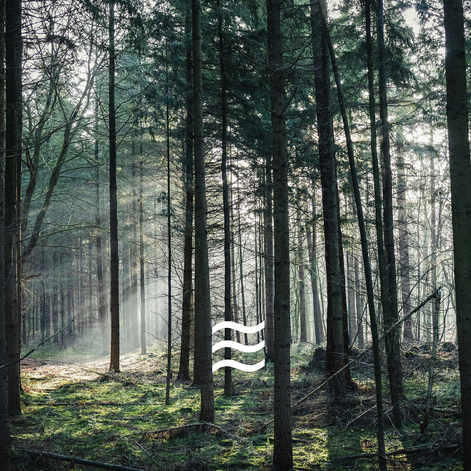 Foresty Natural Noises Sounds for Relax - Ambient of Shushing Arbor