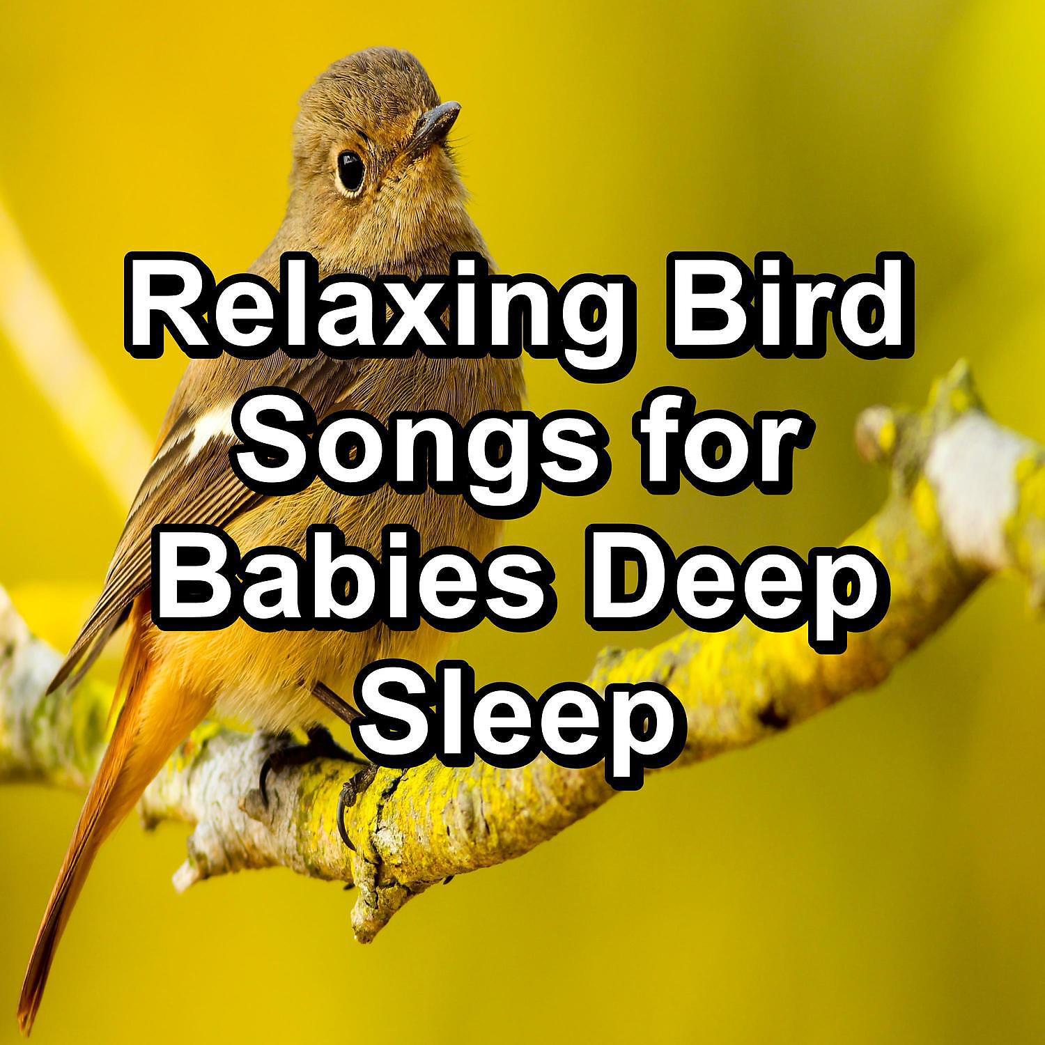 Baby Sleep - Tropical Birds Anti Stress For Babies and Infants