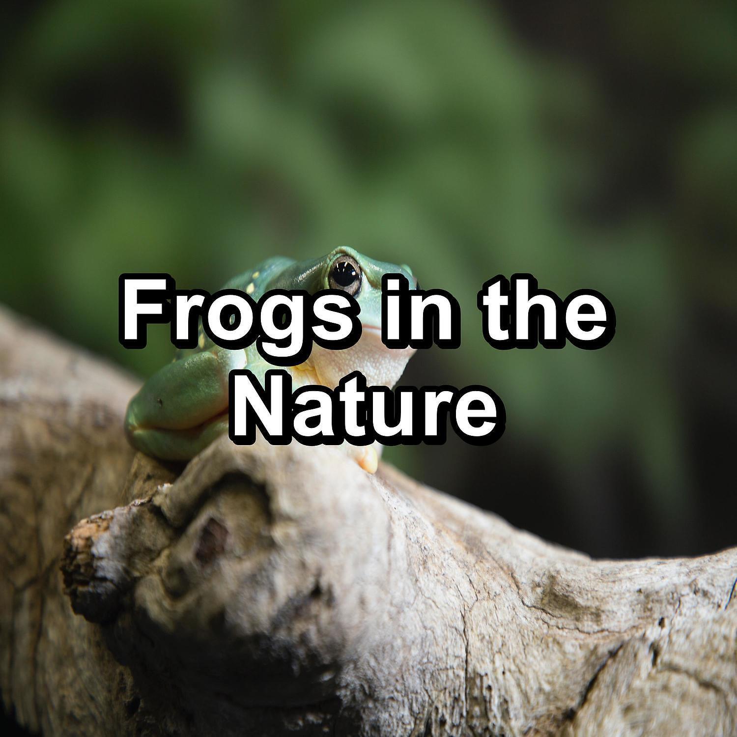 Relaxing Music Therapy - Sleepy Frog Sounds