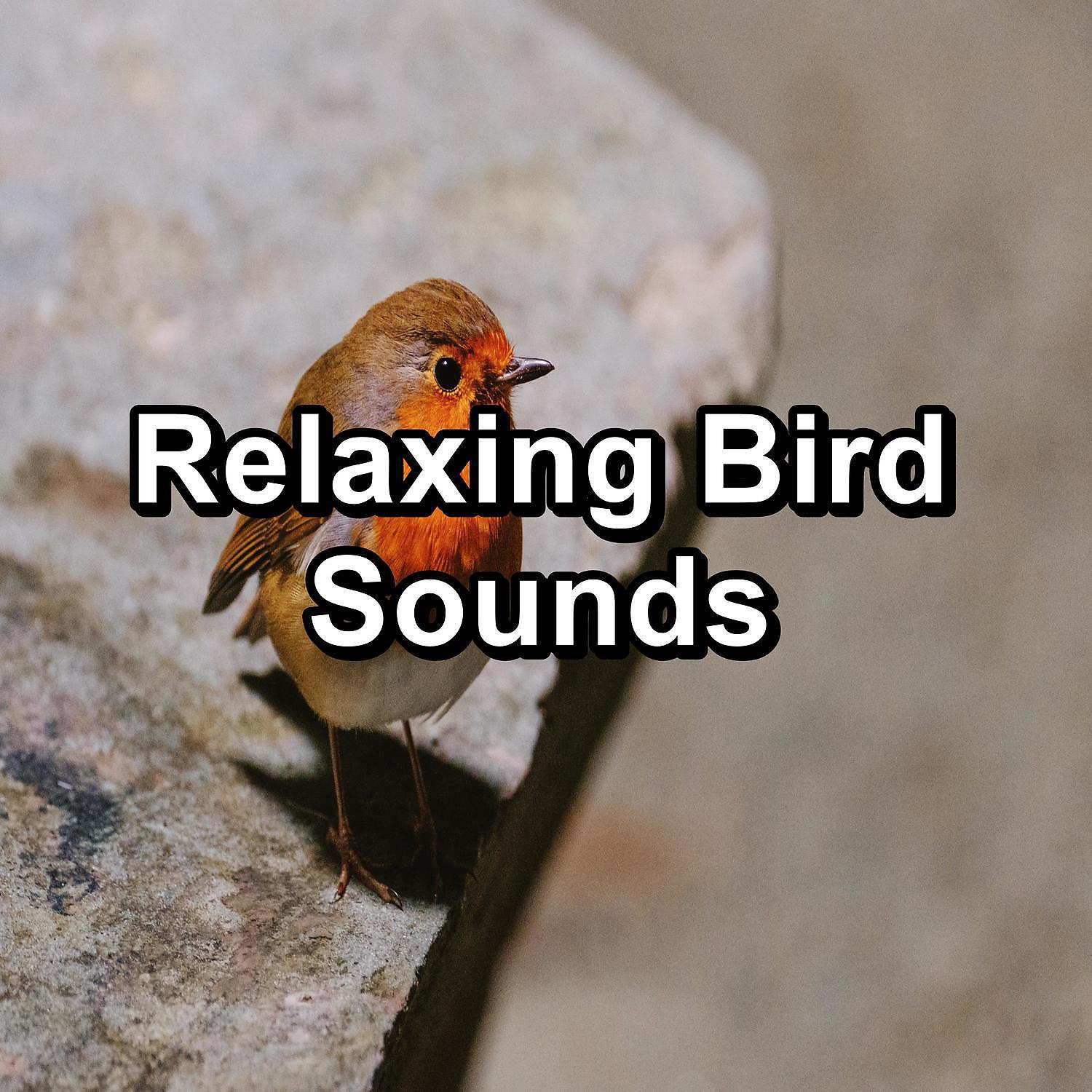 Calming Bird Sounds - Music from Birds ASMR Instant Relaxing To Repeat for 20 Hours