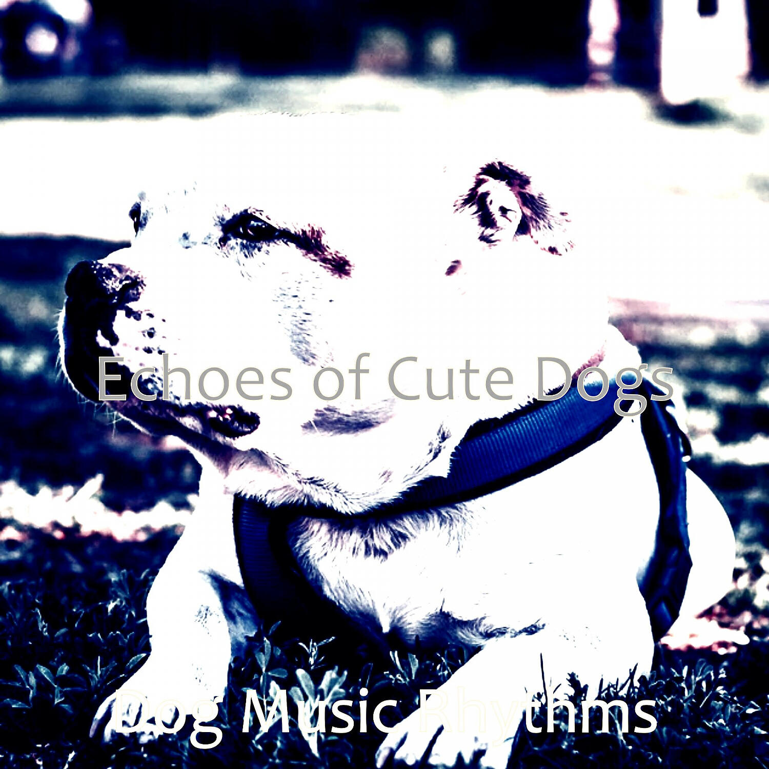 Dog Music Rhythms - Number One Solo Piano Jazz - Vibe for Resting Dogs