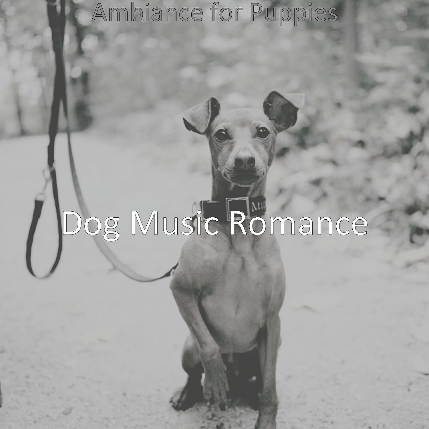 Dog Music Romance - Unique Solo Piano Jazz - Vibe for Reducing Dog Stress