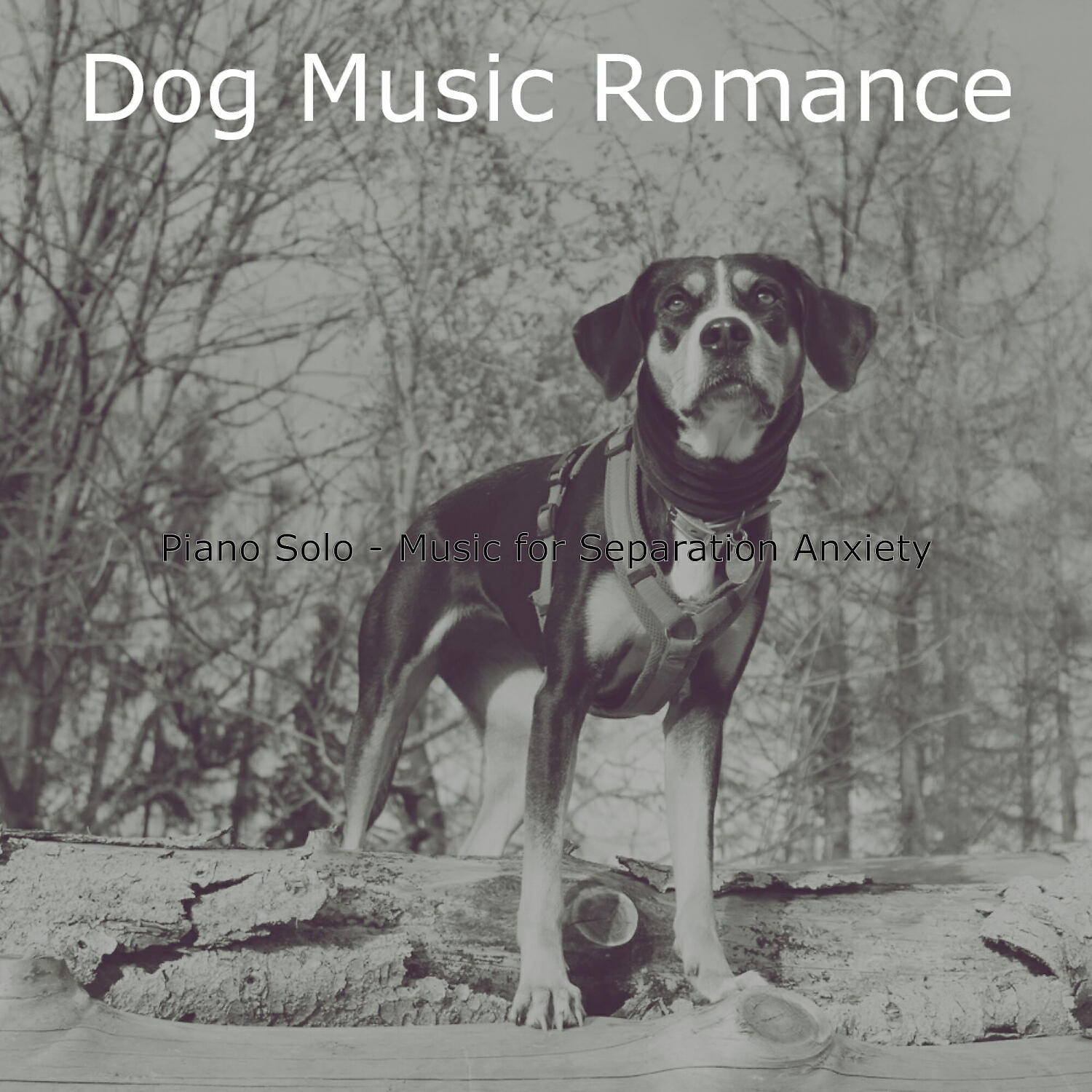 Dog Music Romance - Bubbly Music for Puppies