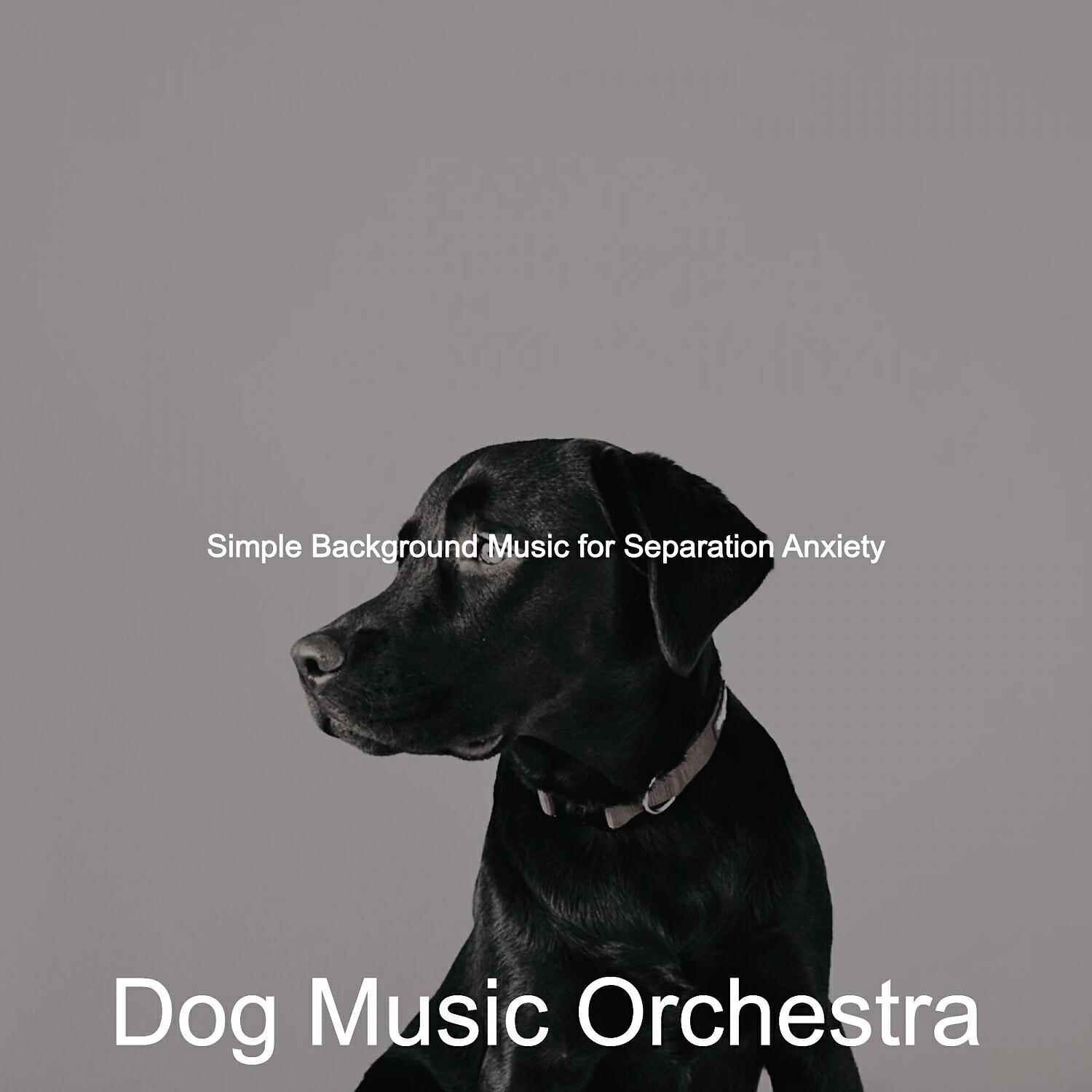 Dog Music Orchestra - Tremendous Solo Piano Jazz - Vibe for Resting Dogs