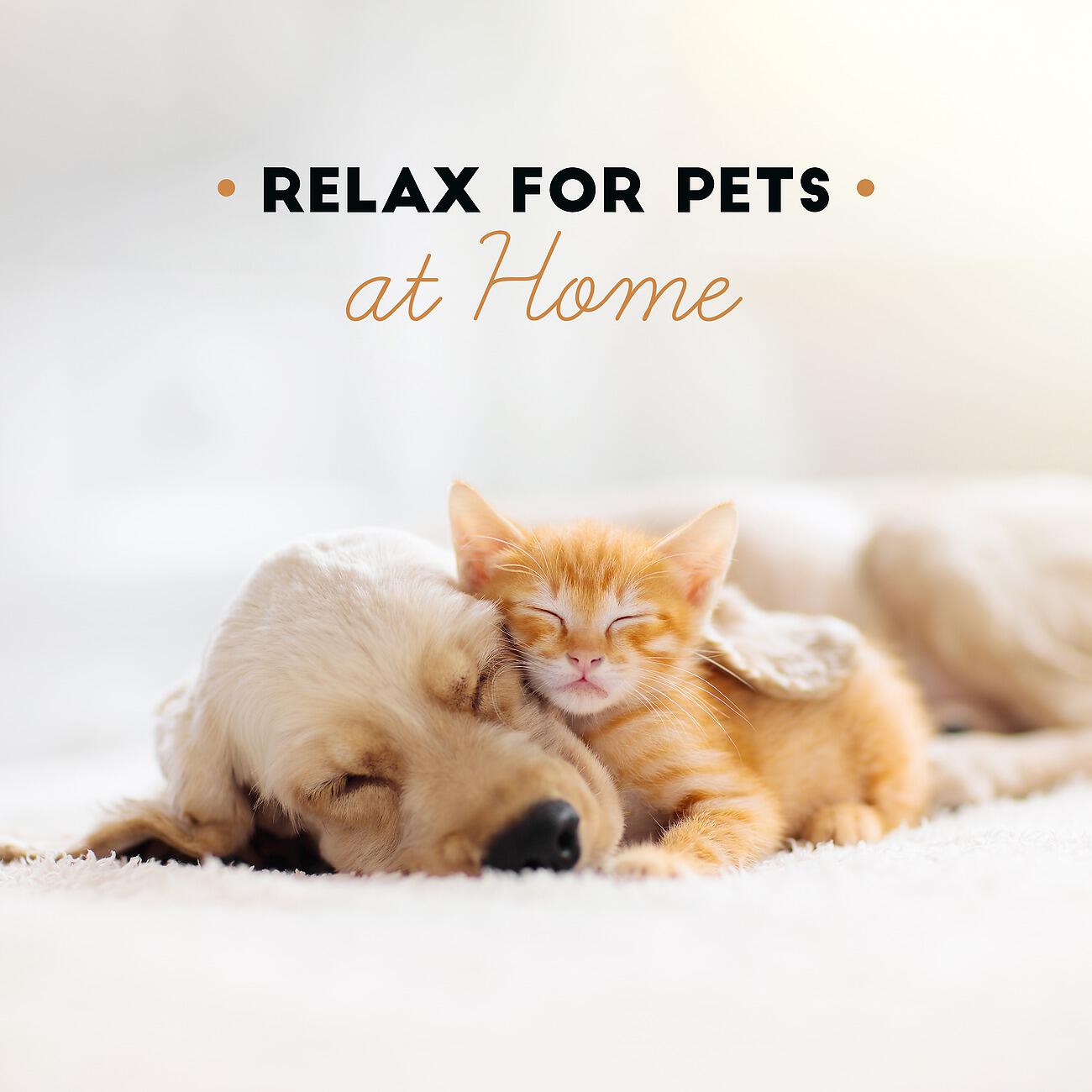 Calm Pets Music Academy - Good Therapy