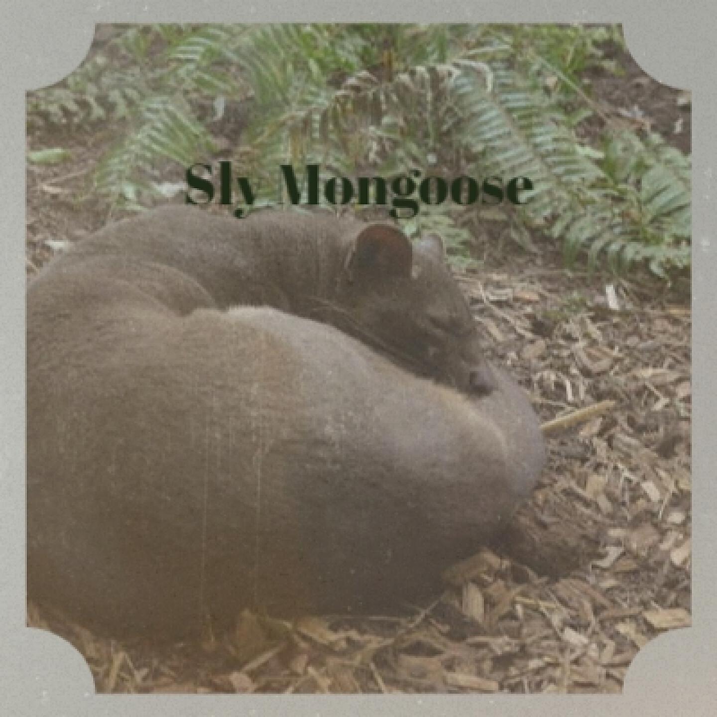 Ernest Ranglin - Sly Mongoose