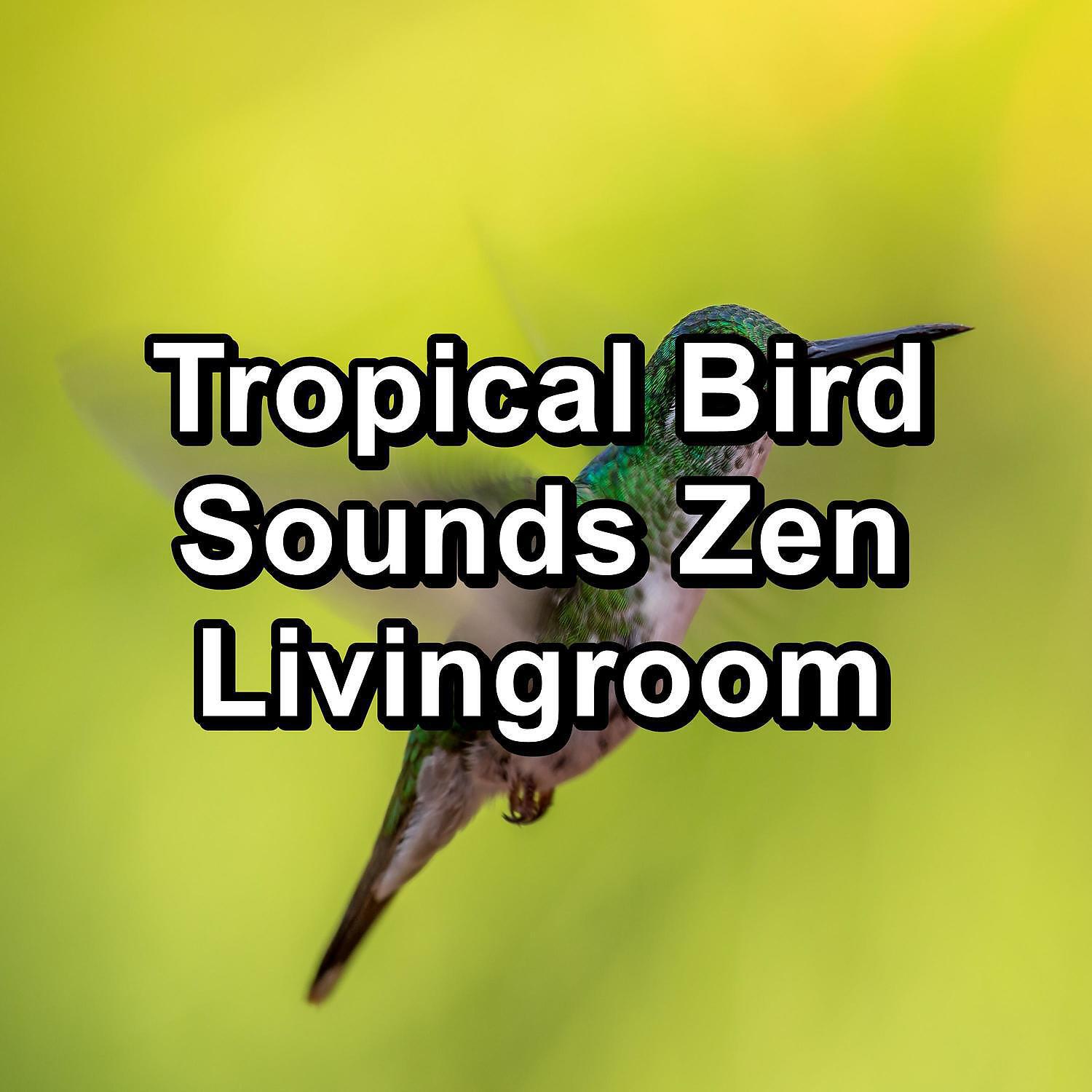 Baby Sleep - Music from Birds For a Cozy Living Room To Loop for 24 Hours