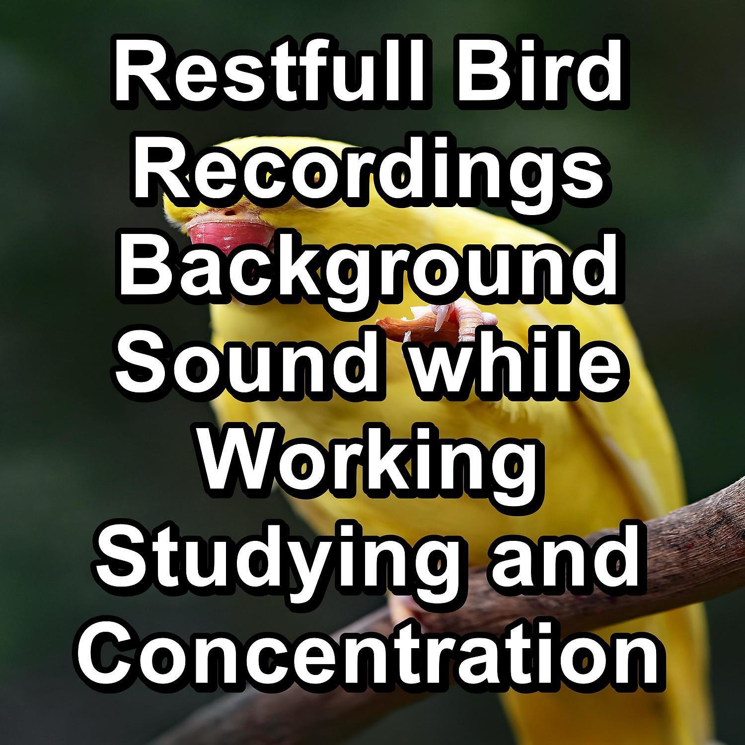 Постер альбома Restfull Bird Recordings Background Sound while Working Studying and Concentration