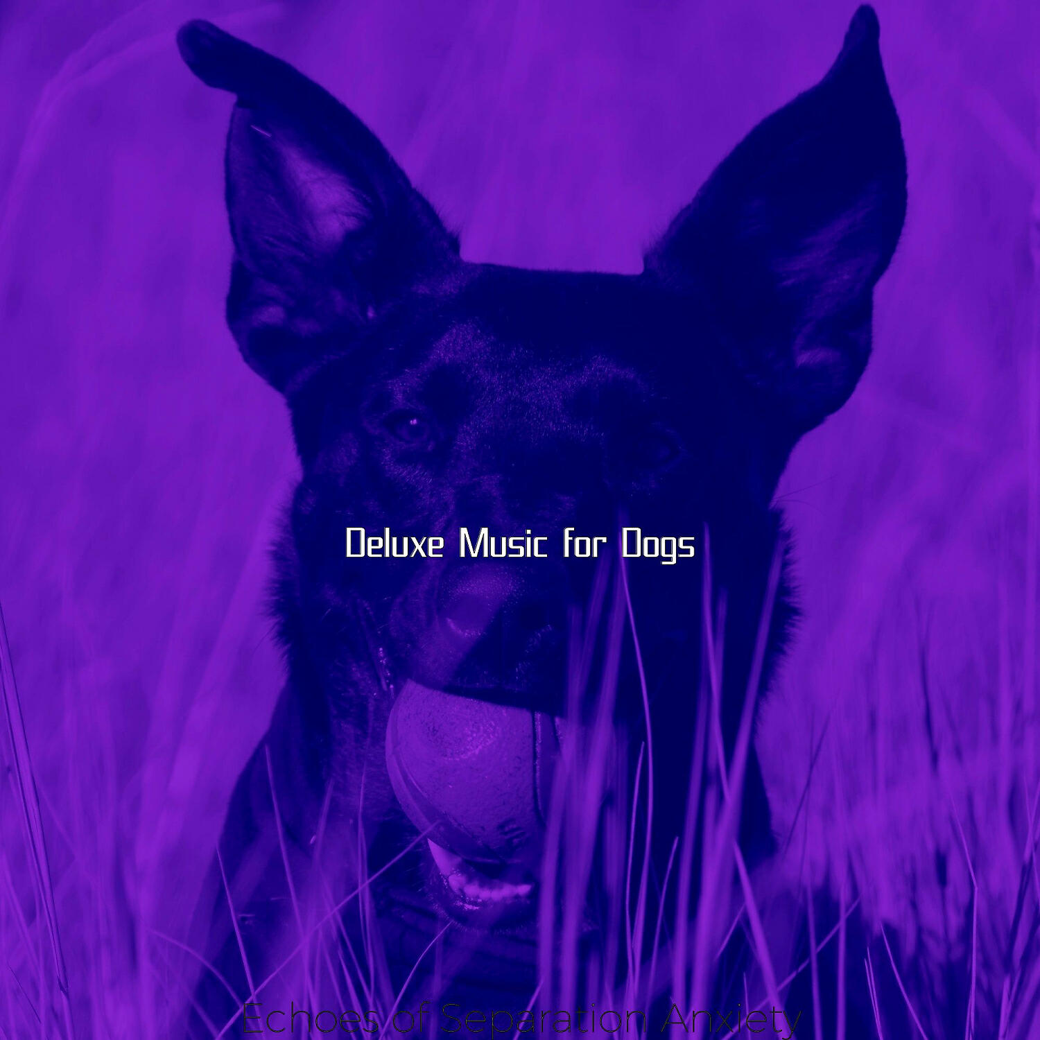 Deluxe Music for Dogs - Contemporary Jazz Guitar Trio - Vibe for Lonely Dogs