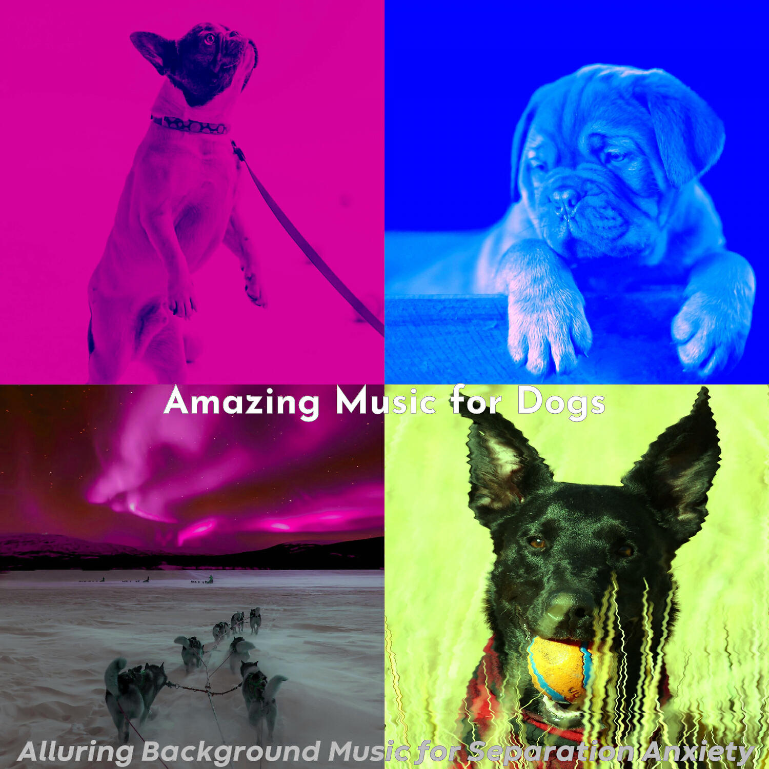 Amazing Music for Dogs - Casual Ambiance for Lonely Dogs