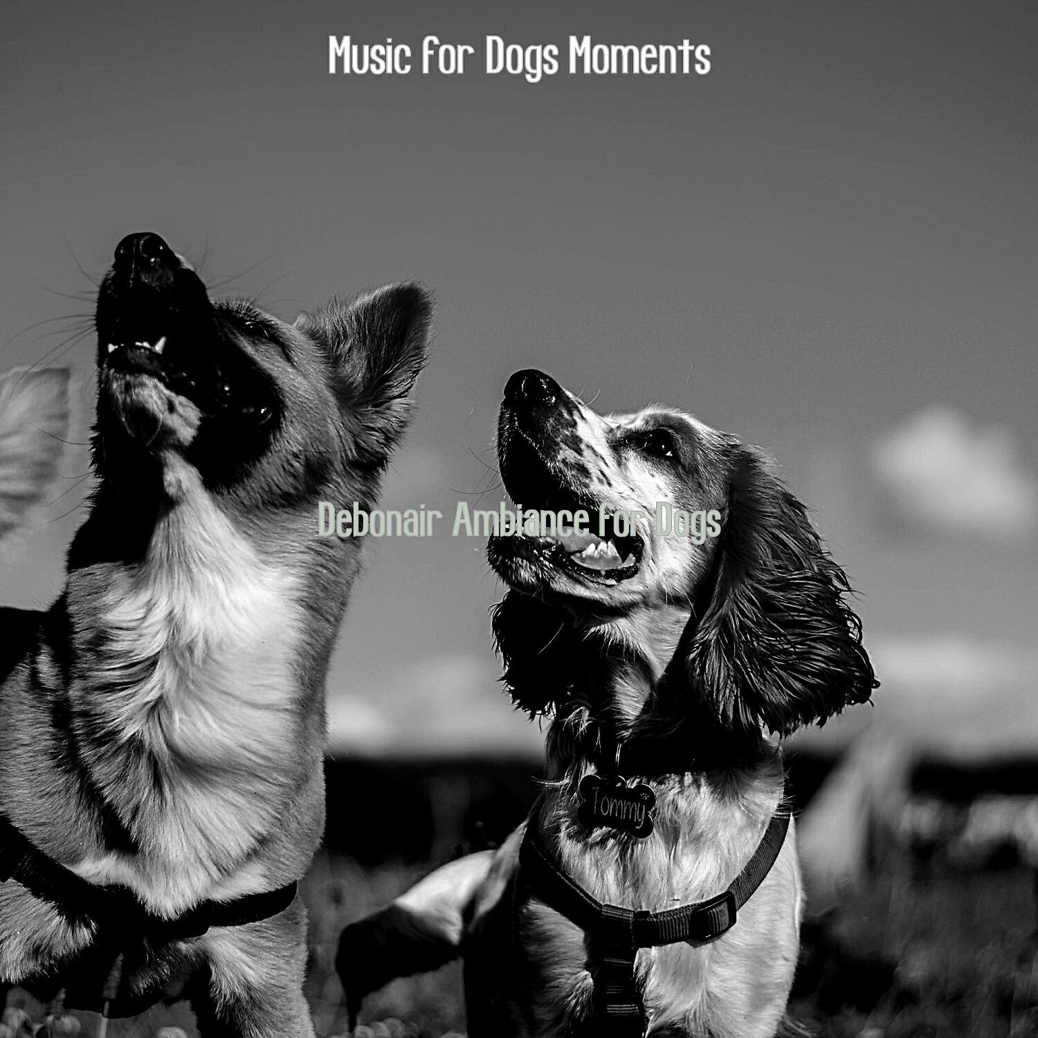 Music for Dogs Moments - Artistic Jazz Guitar Trio - Vibe for Lonely Dogs